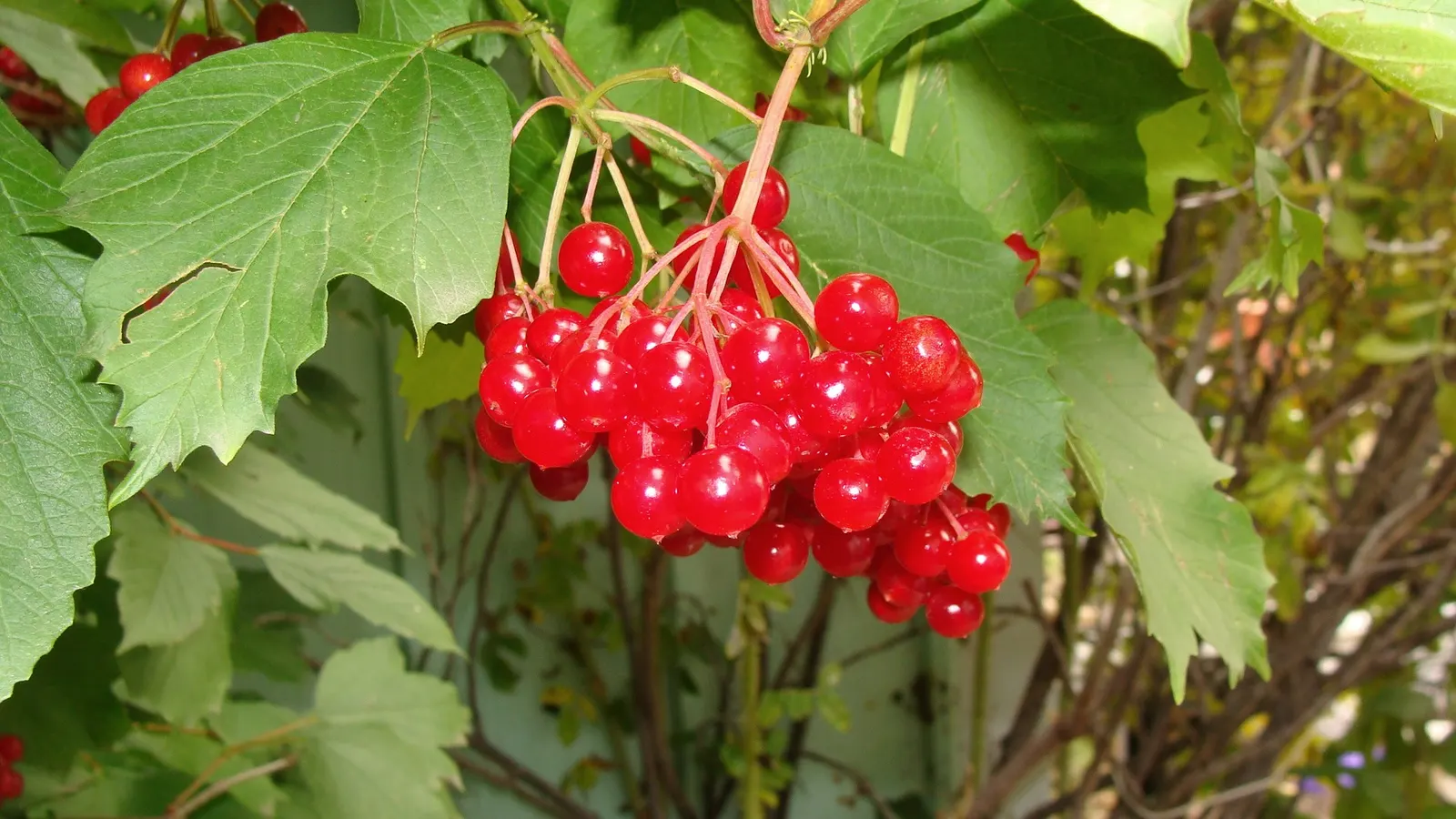 Mooseberry (Viburnum Edule) — or as a foundational element in a wildlife garden; shrub with white blooms