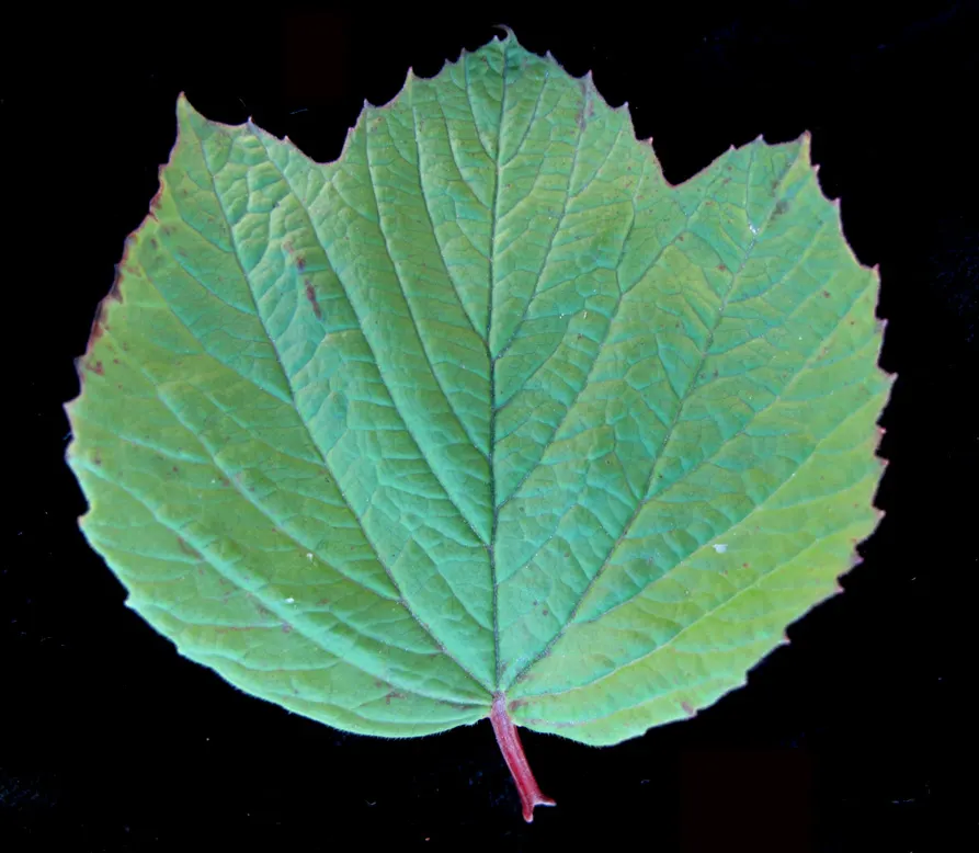 Mooseberry (Viburnum Edule) — scientifically known as Viburnum edule