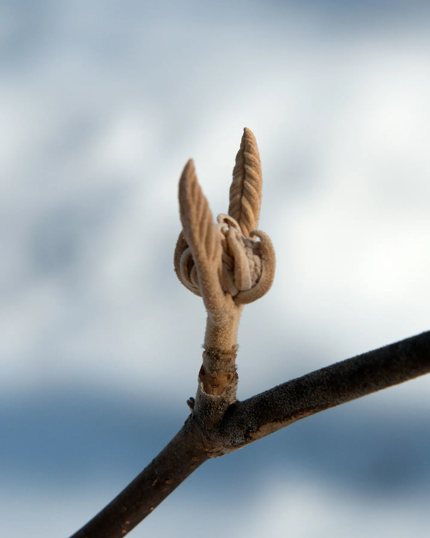 Mooseberry (Viburnum Edule) — featuring deciduous foliage and producing edible red berries
