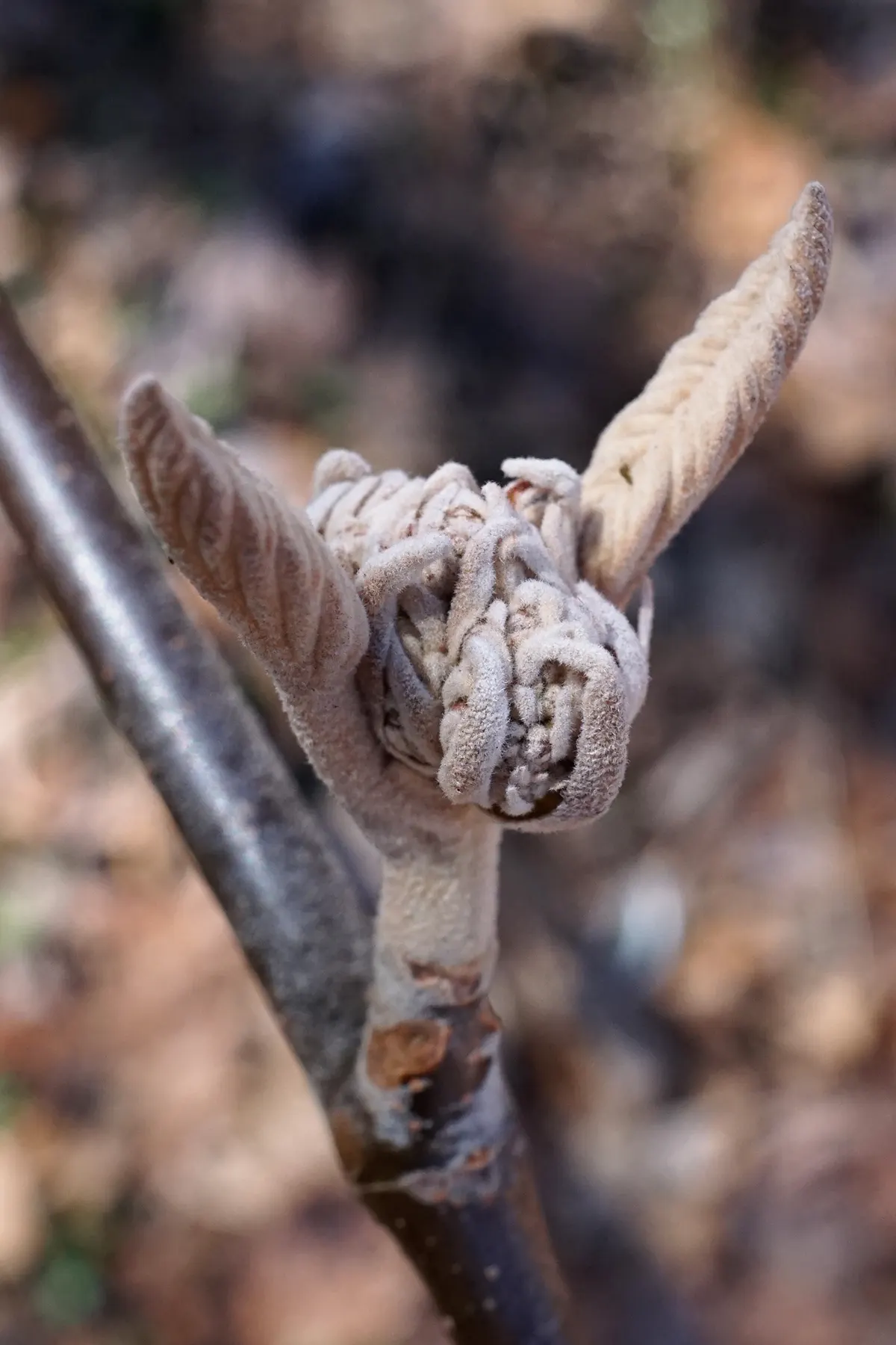 Mooseberry (Viburnum Edule) — white flowers in the garden; attracting pollinators and providing visual interest in residential or naturalistic landscapes