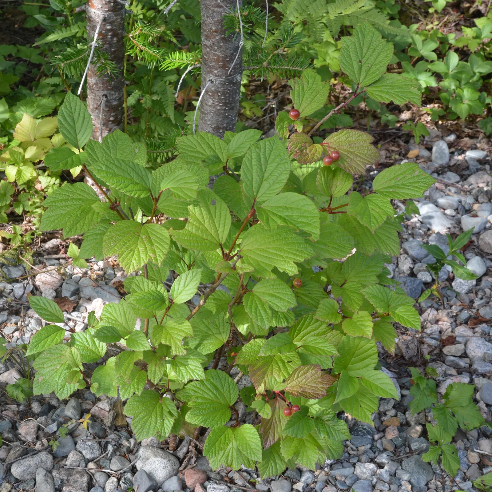 Mooseberry (Viburnum Edule) — often used in traditional jams and jellies.<br><br>While planning your garden design