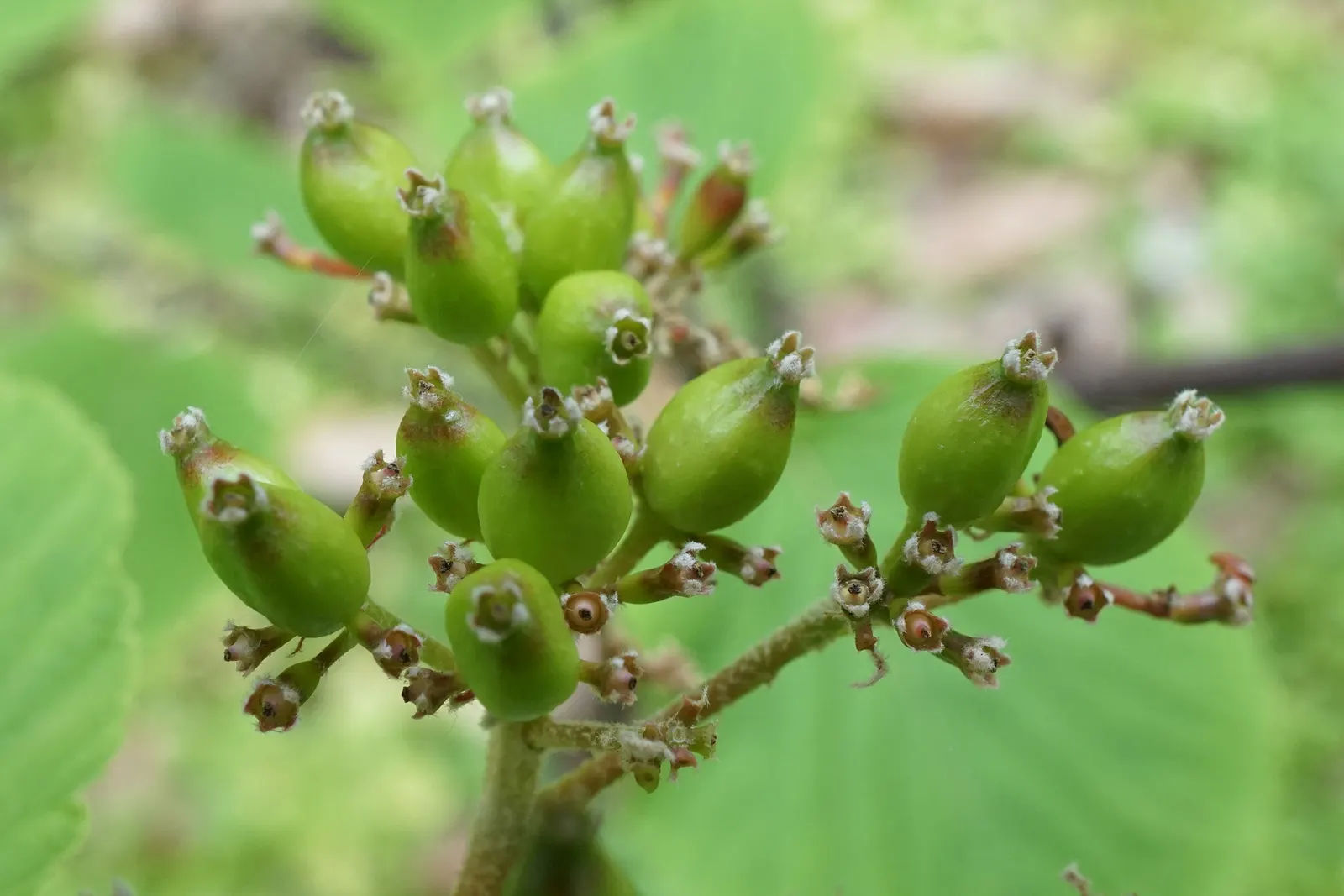 Mooseberry (Viburnum Edule) — subsequently giving way to edible red berries which ripen by late summer; often used in traditional jams and