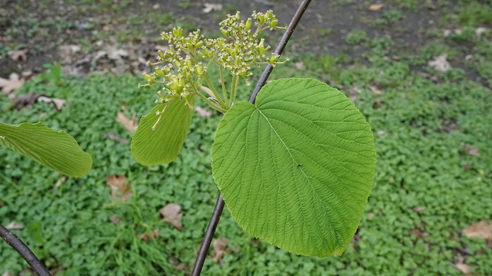 Mooseberry (Viburnum Edule) — In late spring to early summer