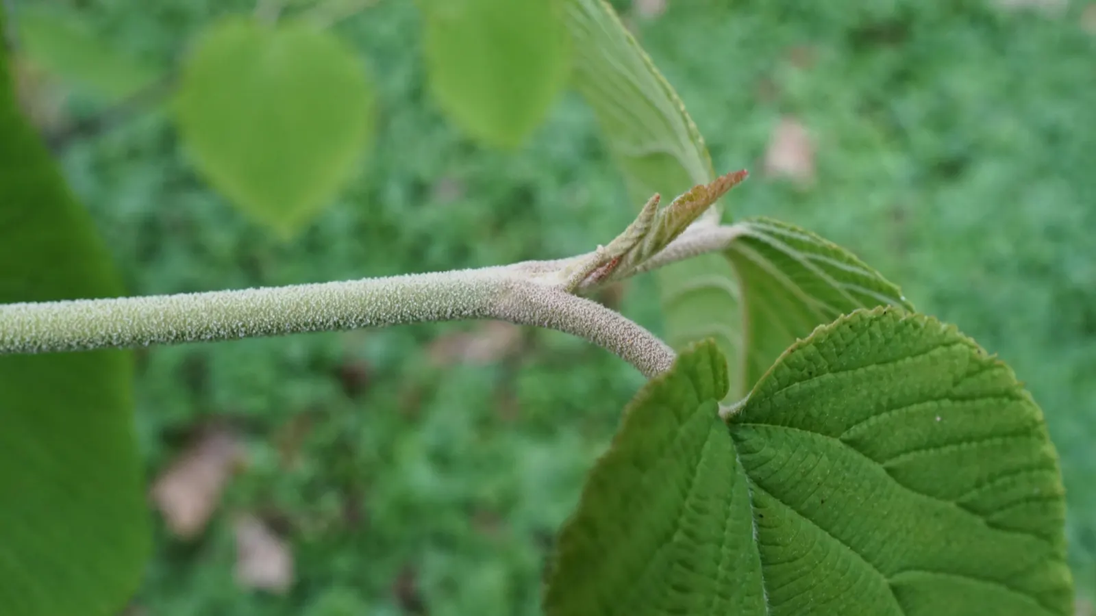 Mooseberry (Viburnum Edule) — indicating its ability to withstand a wide range of temperatures