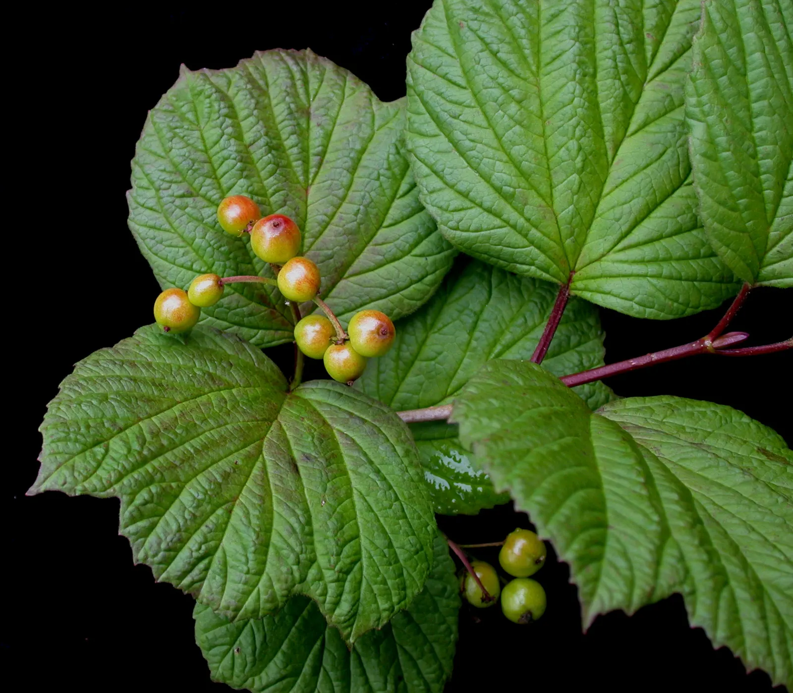 Mooseberry (Viburnum Edule) — white flowers in the garden