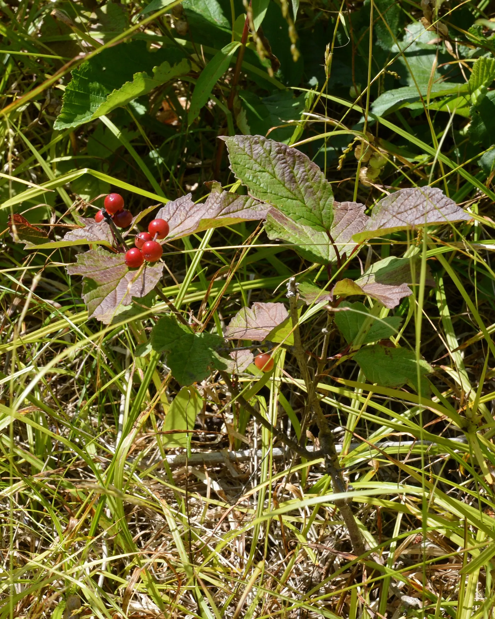 Mooseberry (Viburnum Edule) — It typically reaches a height of 3 to 6 feet with a comparable spread; in late spring to early summer