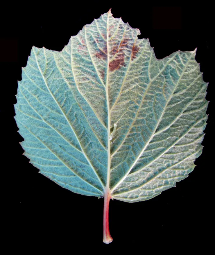 Mooseberry (Viburnum Edule) — It flourishes in partial to full sunlight and prefers moist, well-drained soils