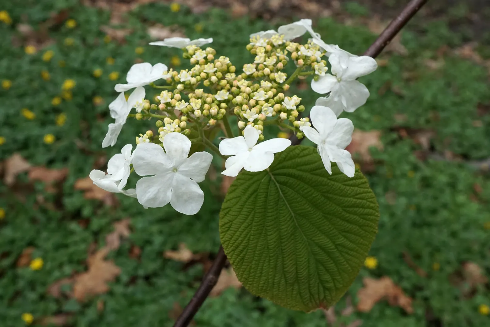Mooseberry (Viburnum Edule) — Its adaptability extends to soil preferences, image 35