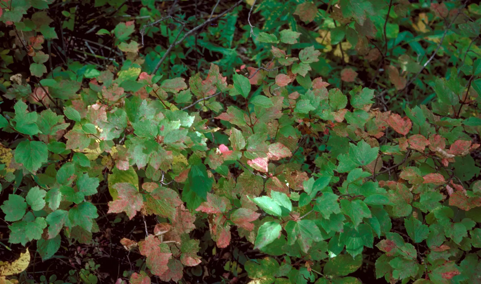 Mooseberry (Viburnum Edule) — scientifically known as Viburnum edule; shrub for half or shade