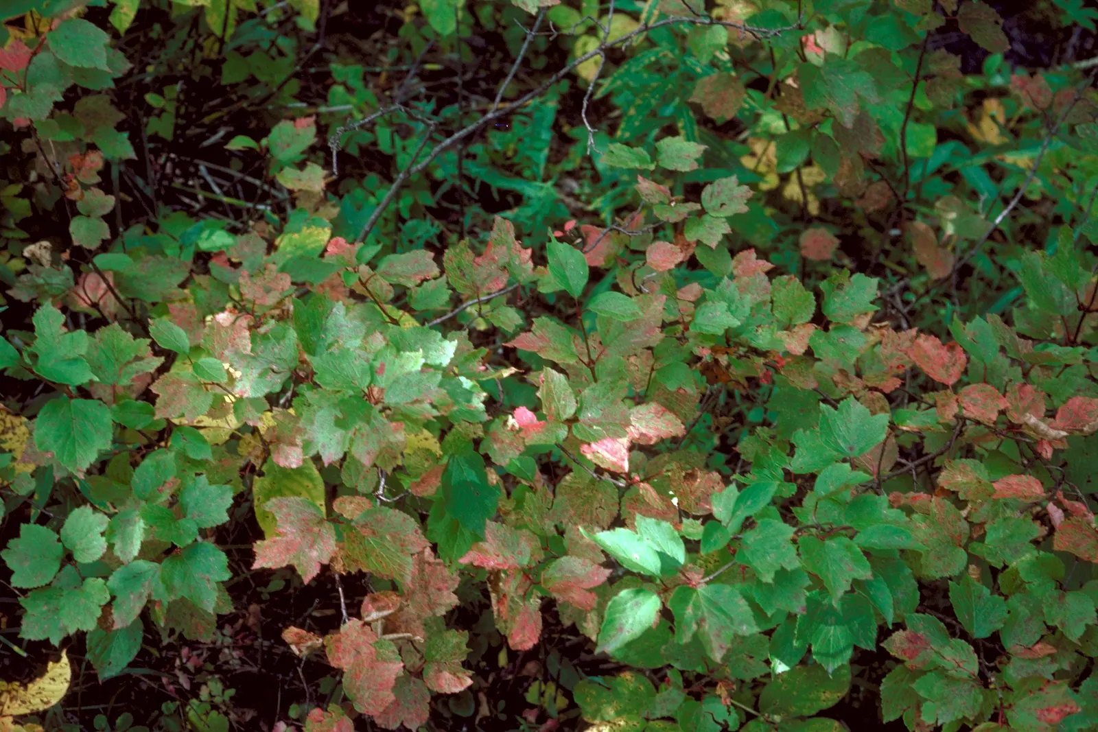 Mooseberry (Viburnum Edule) — or as a foundational element in a wildlife garden