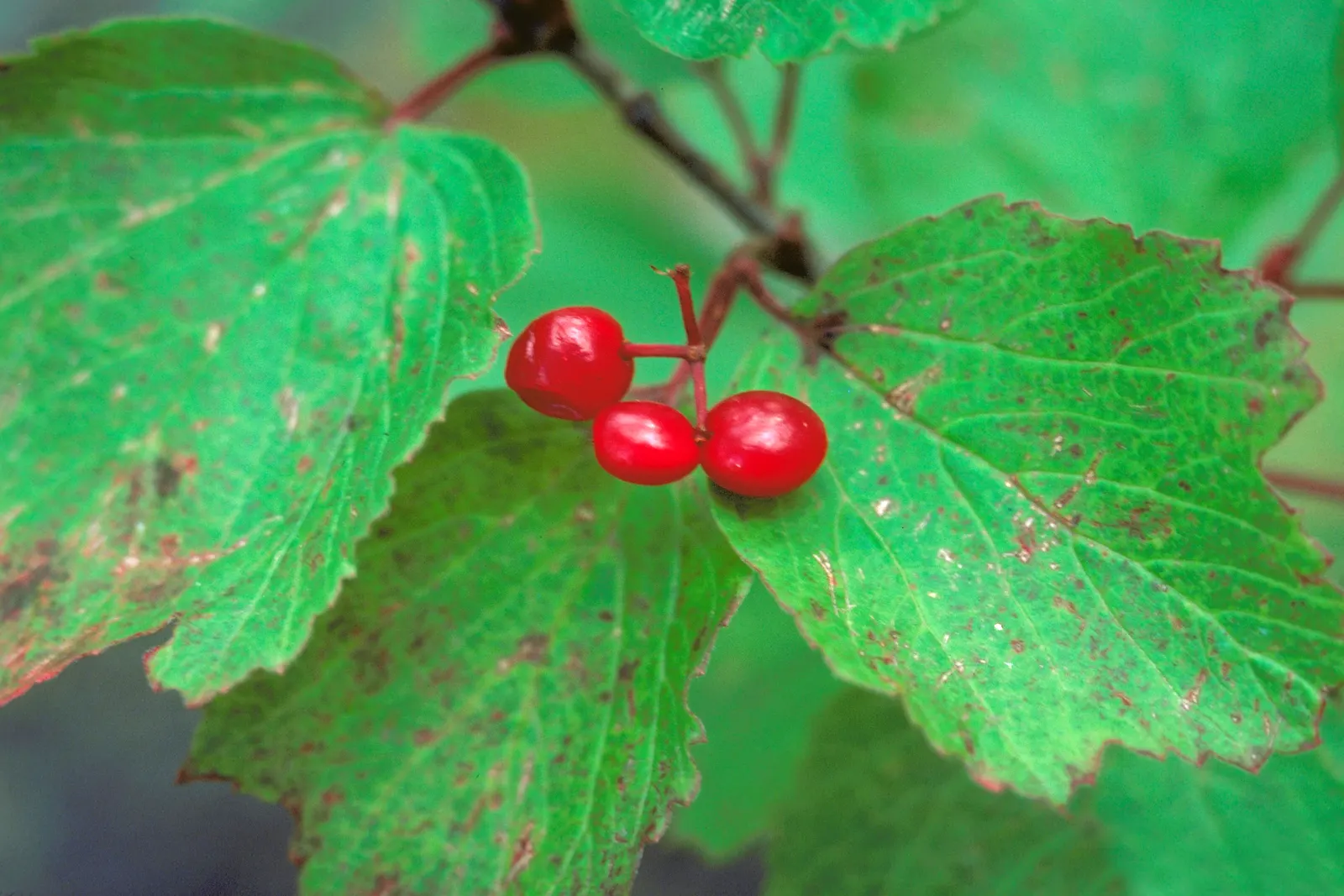 Mooseberry (Viburnum Edule) — In late spring to early summer; this hardy plant grows to an average of 4-5 feet in height and width