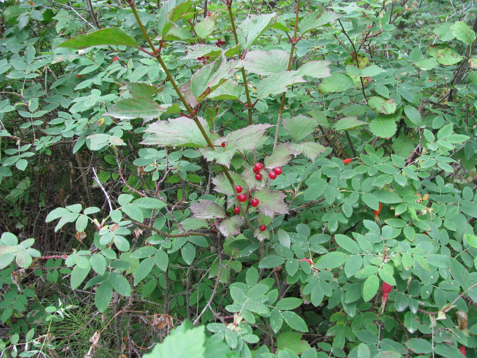 Mooseberry (Viburnum Edule) — consider positioning the Mooseberry in full sun to part shade to optimize its growth and fruit production