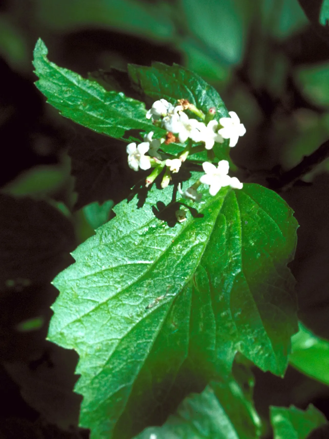Mooseberry (Viburnum Edule) — shrub for half or shade