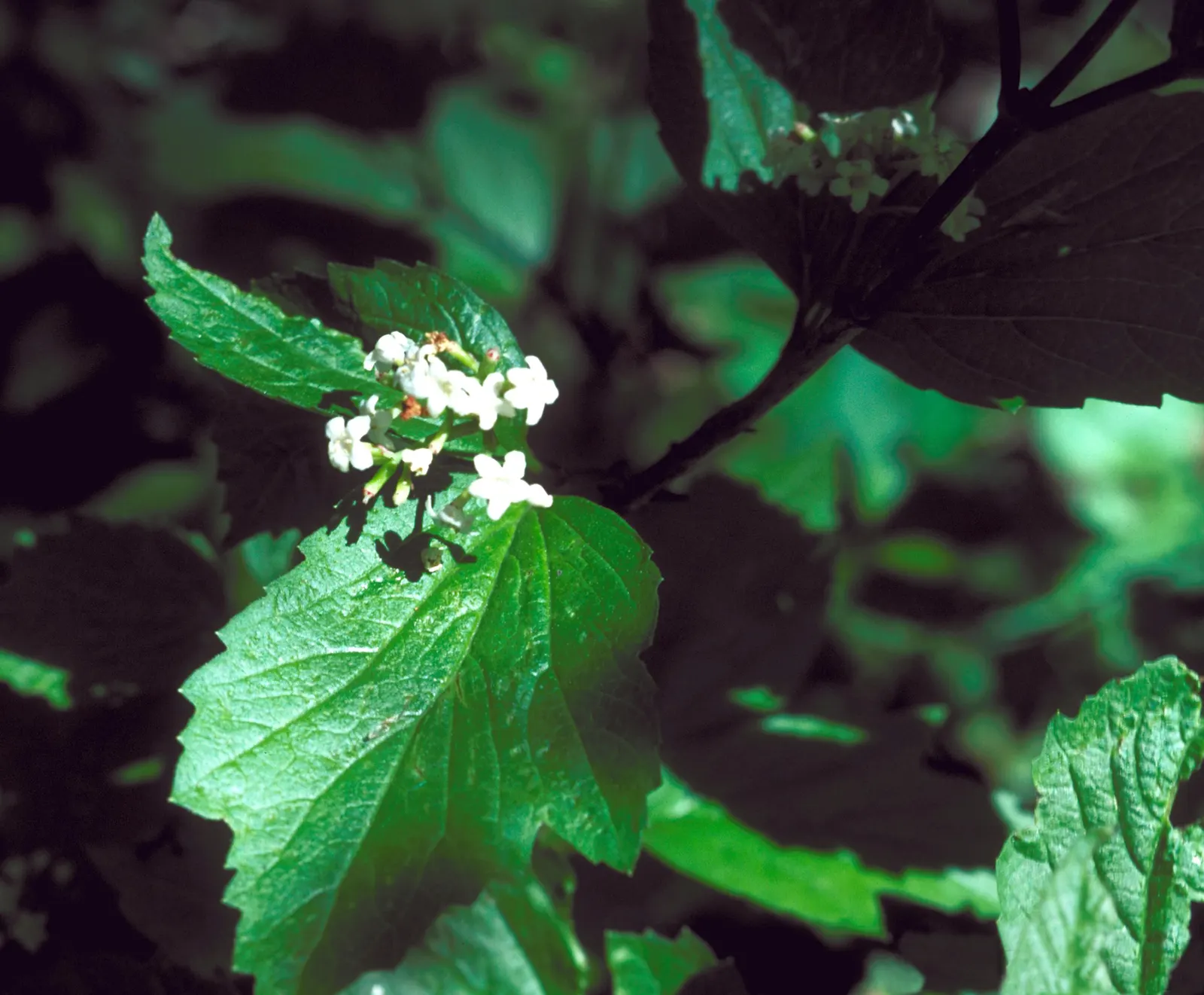 Mooseberry (Viburnum Edule) — from the cold winters up to -50 degrees Fahrenheit to the moderate summers of these zones; its small white flowers bloom in late