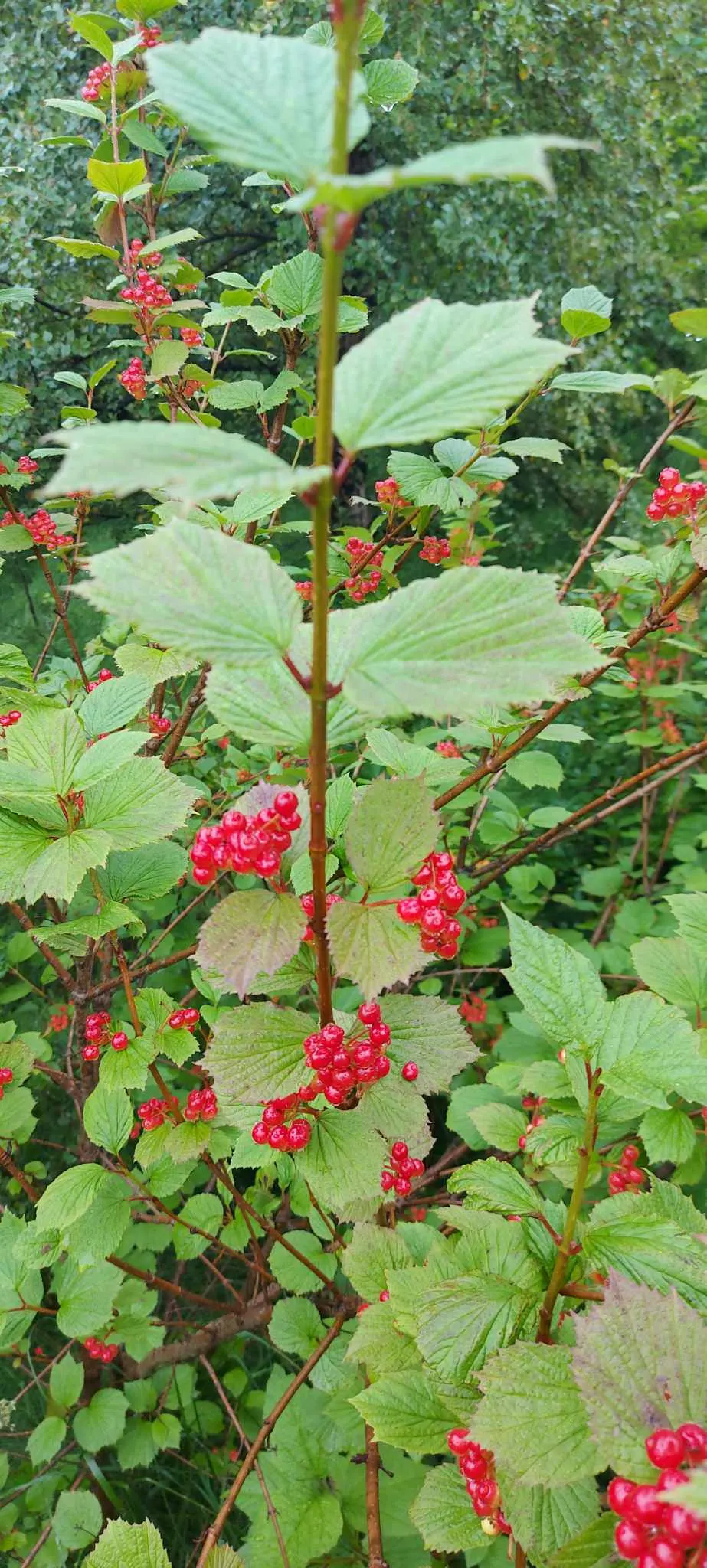 Mooseberry (Viburnum Edule) — attracting pollinators and providing visual interest in residential or naturalistic landscapes