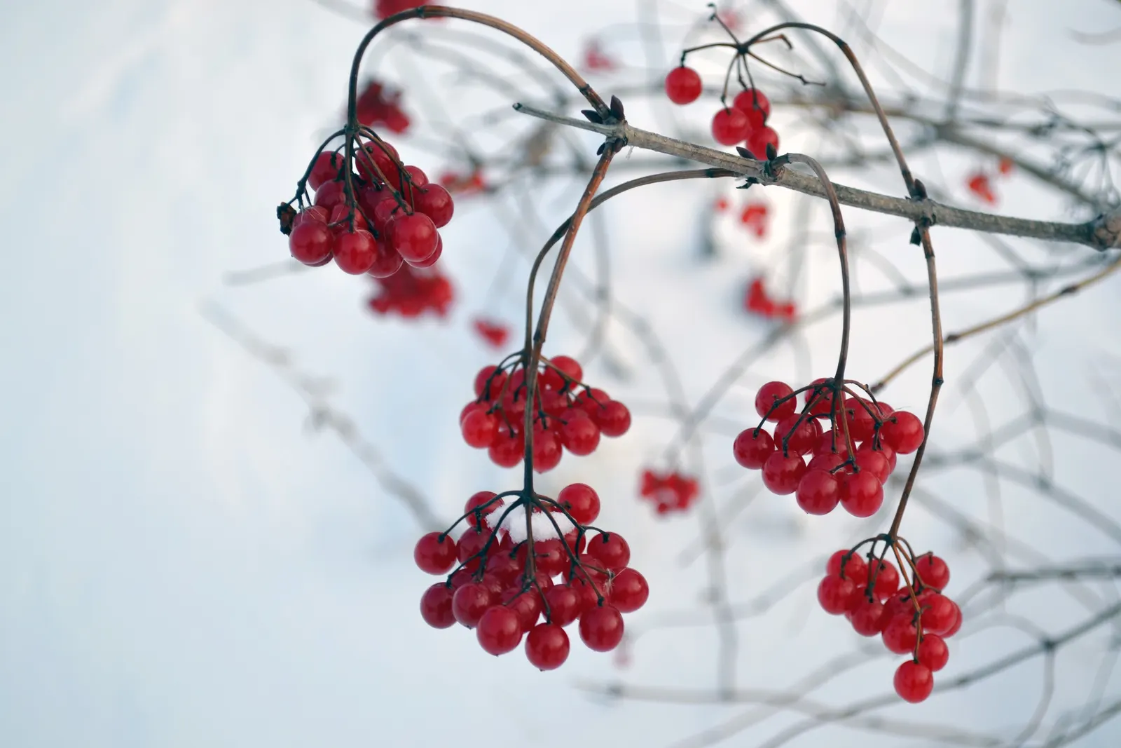 Mooseberry (Viburnum Edule) — The Mooseberry, or Viburnum edule, is a versatile shrub, thriving in USDA zones 2-6