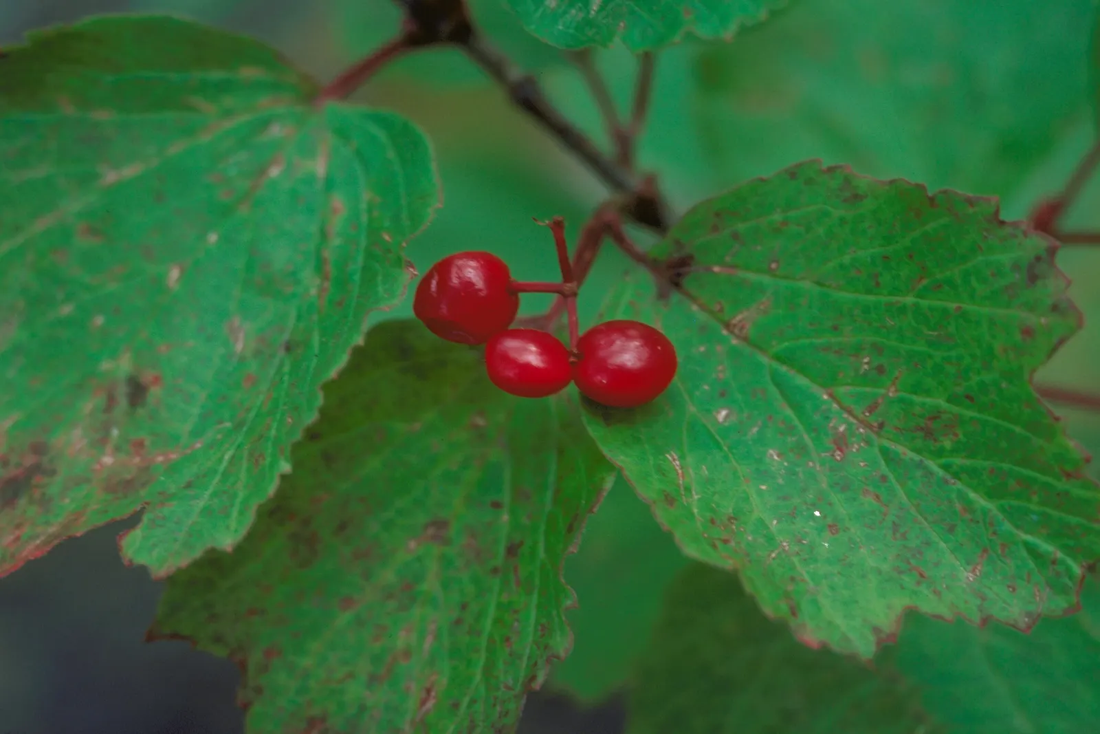 Mooseberry (Viburnum Edule) — This hardy plant grows to an average of 4-5 feet in height and width; consider positioning the Mooseberry in full sun to part