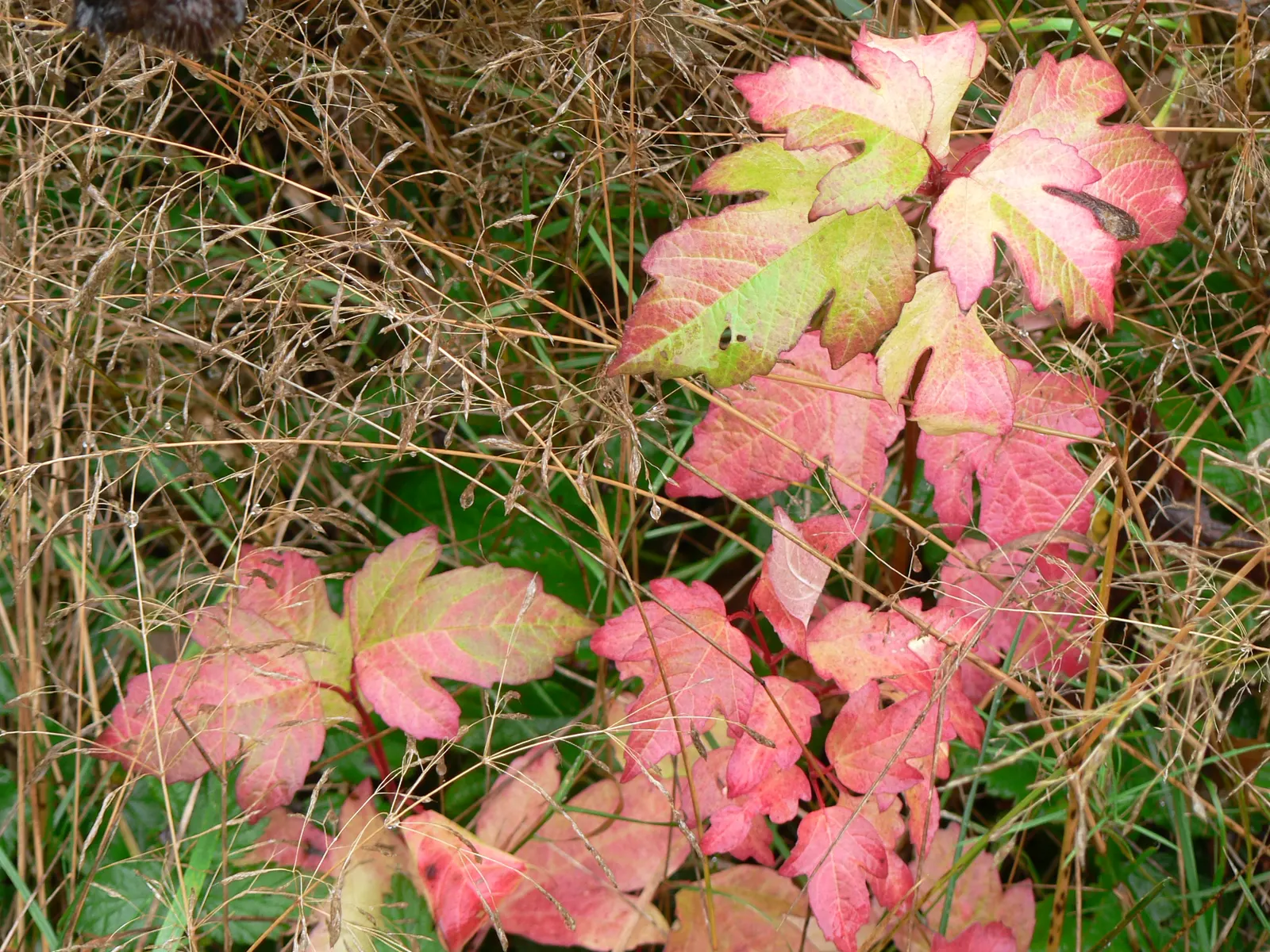 Mooseberry (Viburnum Edule) — It typically reaches a height of 3 to 6 feet with a comparable spread