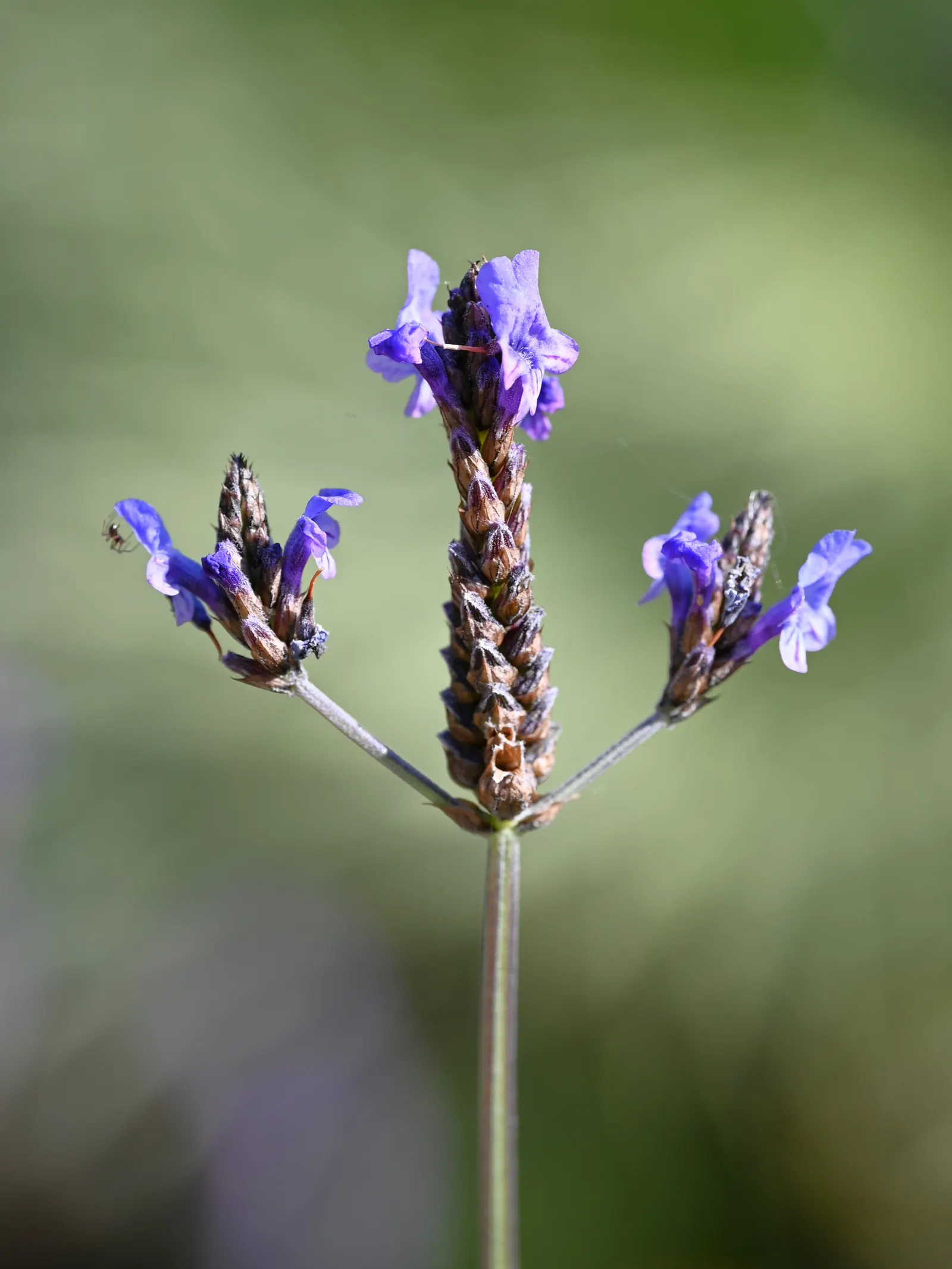 Fernleaf Lavender (Lavandula Multifida) — This Mediterranean native is a perennial in USDA Hardiness Zones 8-11