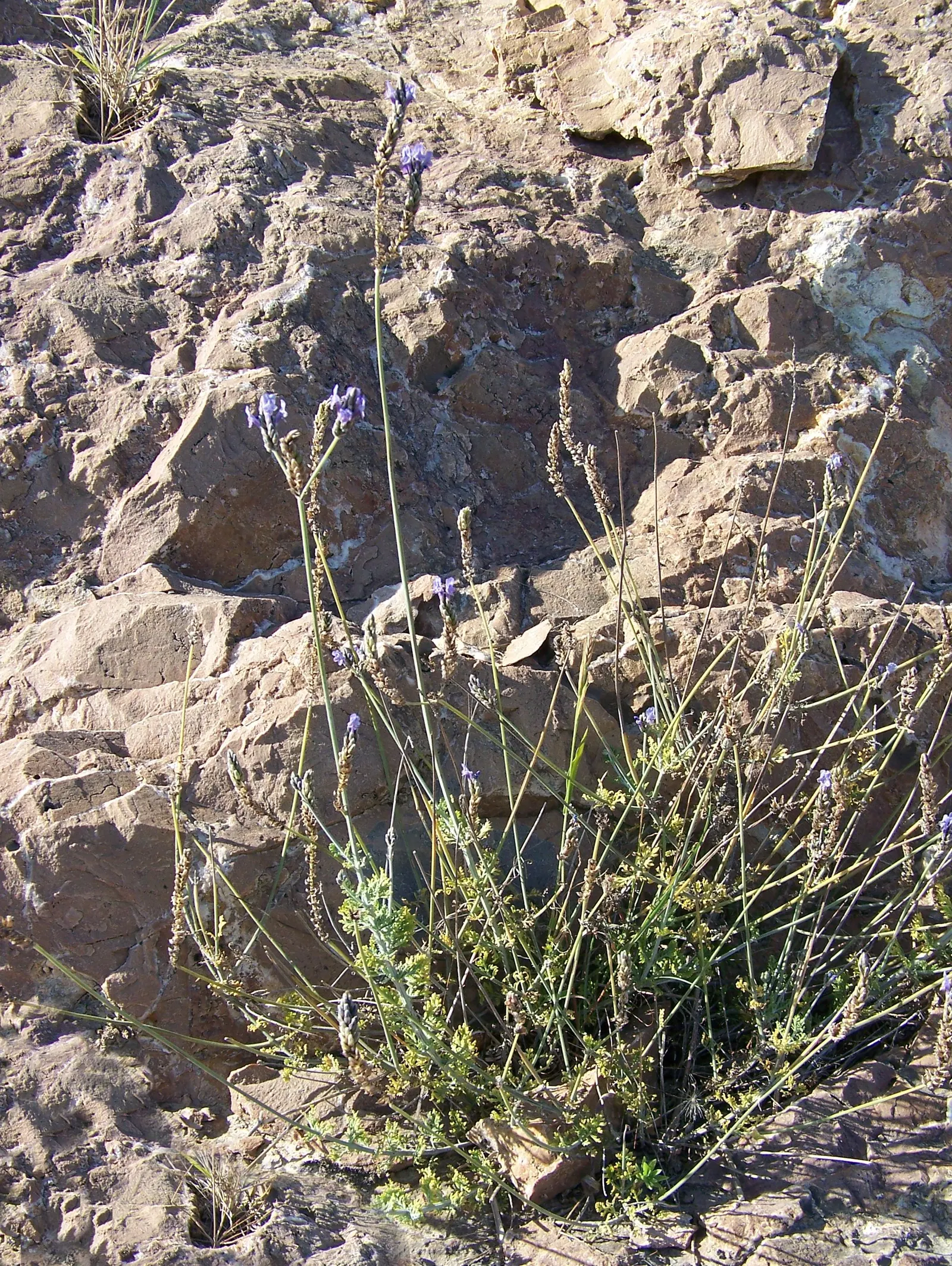 Fernleaf Lavender (Lavandula Multifida) — which immediately adds a textural contrast to any garden design