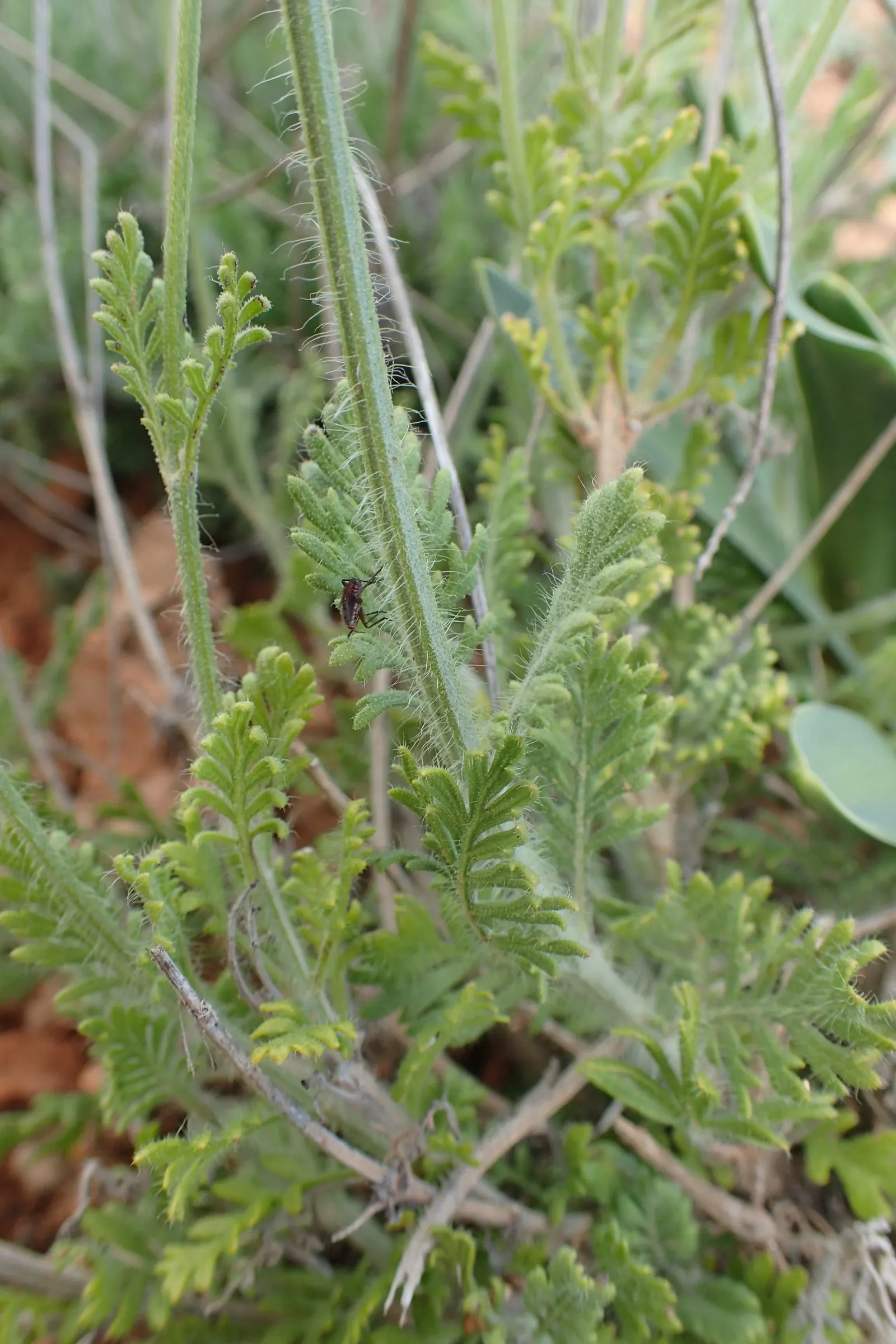 Fernleaf Lavender (Lavandula Multifida) — herb / perennial / shrub with blue and violet blooms