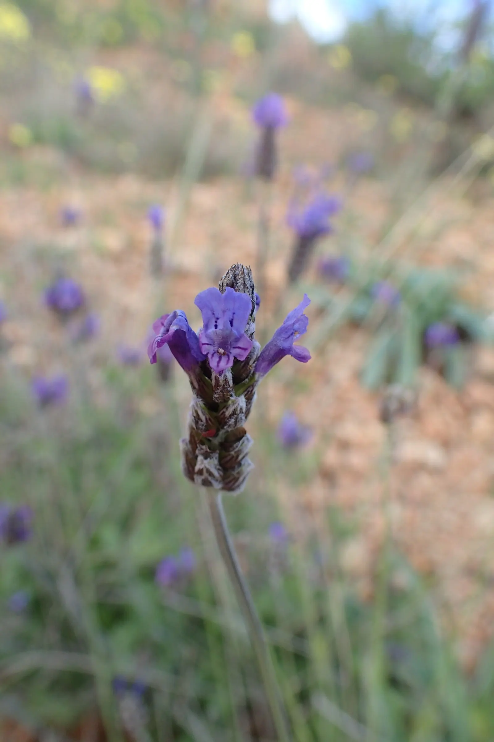 Fernleaf Lavender (Lavandula Multifida) — Hardy in USDA Zones 8-11, it requires minimal water once established; is an aromatic perennial known for its dissected