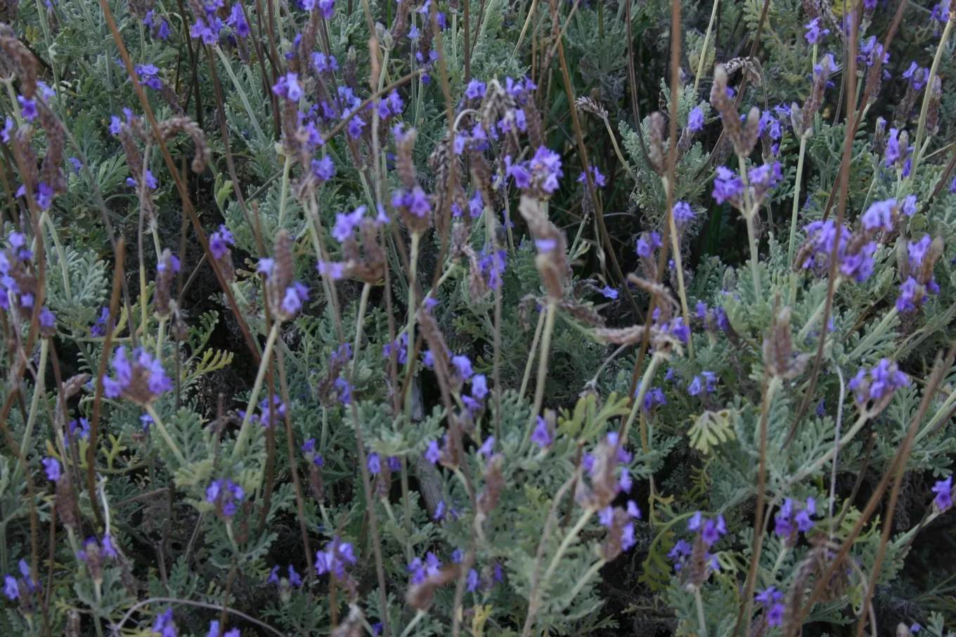 Fernleaf Lavender (Lavandula Multifida) — scientifically known as Lavandula multifida; which immediately adds a textural contrast to any garden design