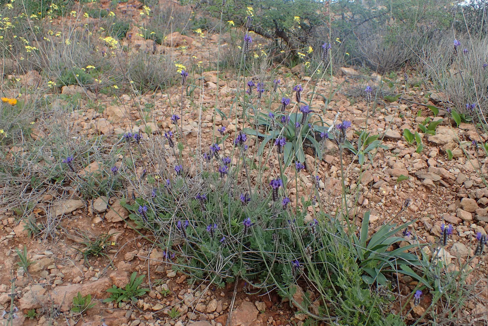 Fernleaf Lavender (Lavandula Multifida) — This Mediterranean native thrives in well-drained soil and full sun, reaching up to 24 inches tall and wide; thus