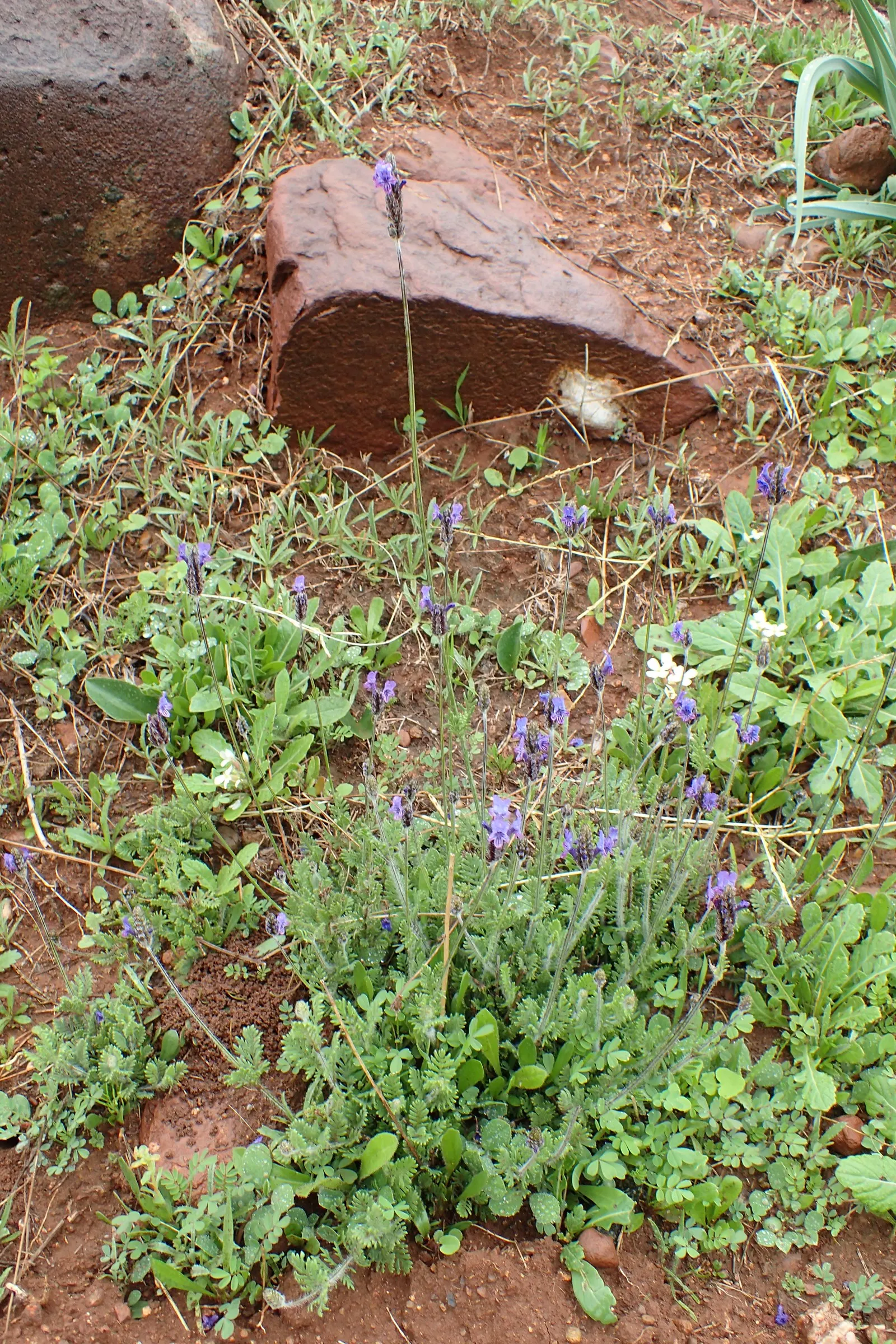 Fernleaf Lavender (Lavandula Multifida) — For landscape designers and homeowners alike