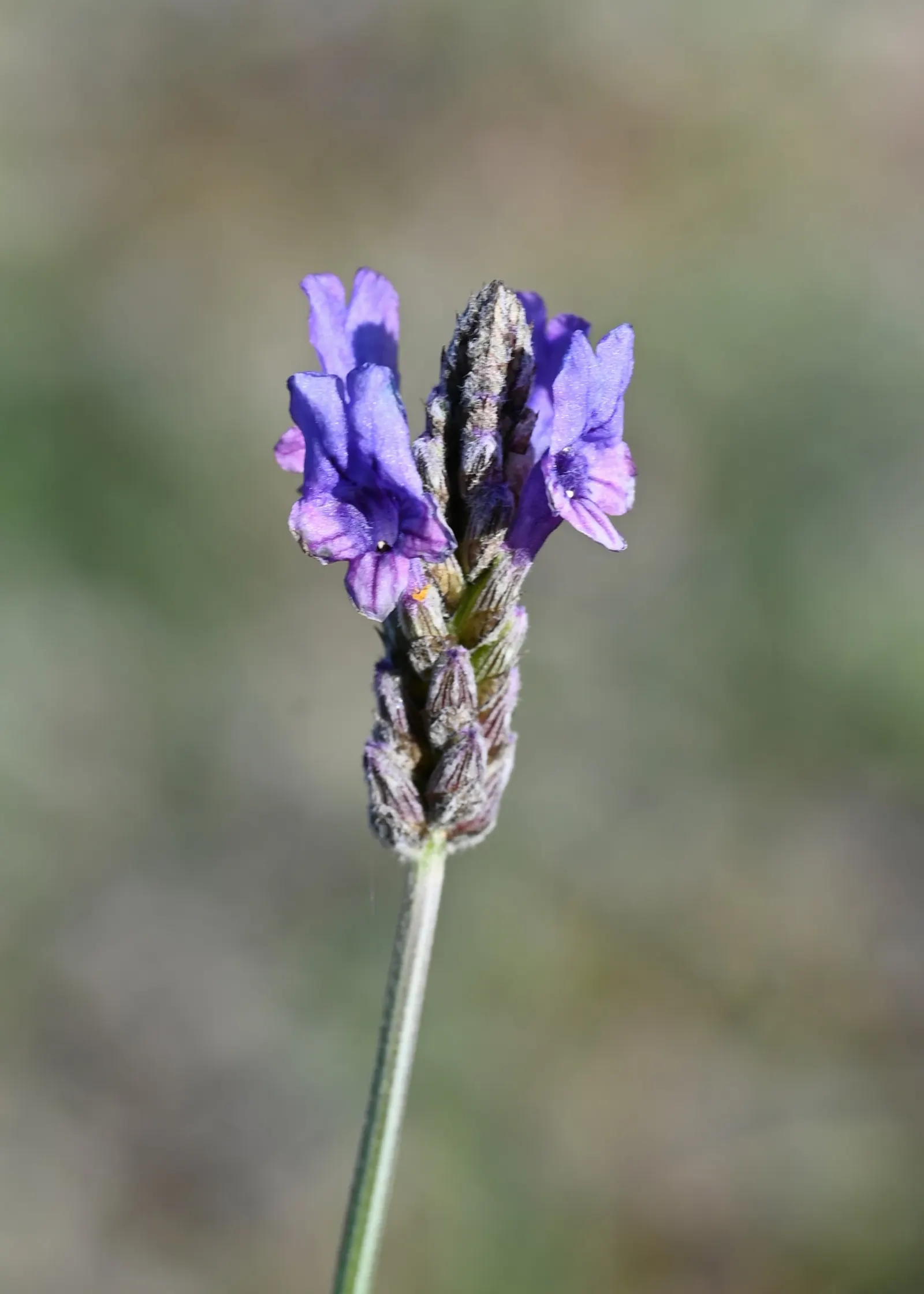 Fernleaf Lavender (Lavandula Multifida) — Beyond its aesthetic contributions