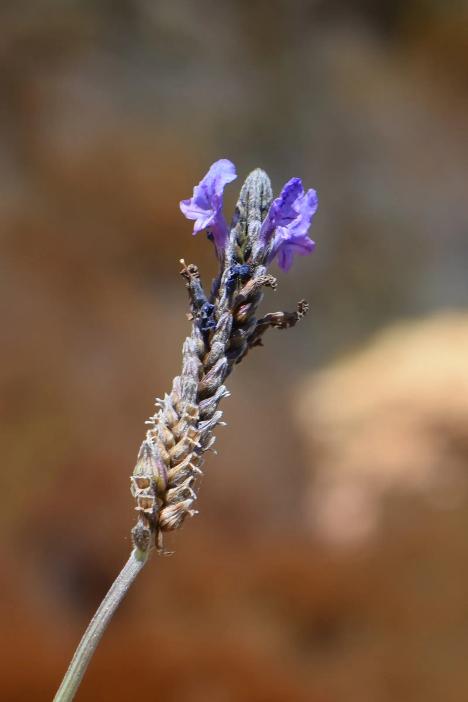 Fernleaf Lavender (Lavandula Multifida) — scientifically known as Lavandula multifida