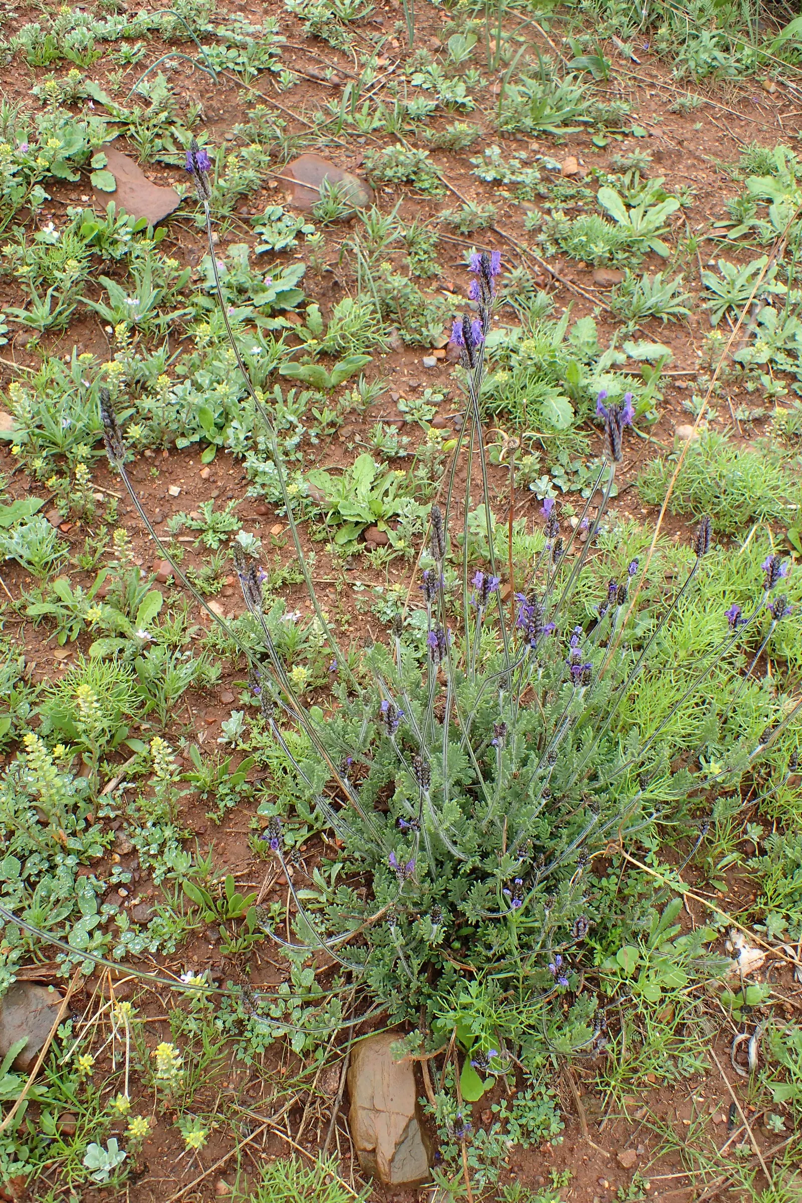 Fernleaf Lavender (Lavandula Multifida) — or aromatic addition to herb gardens