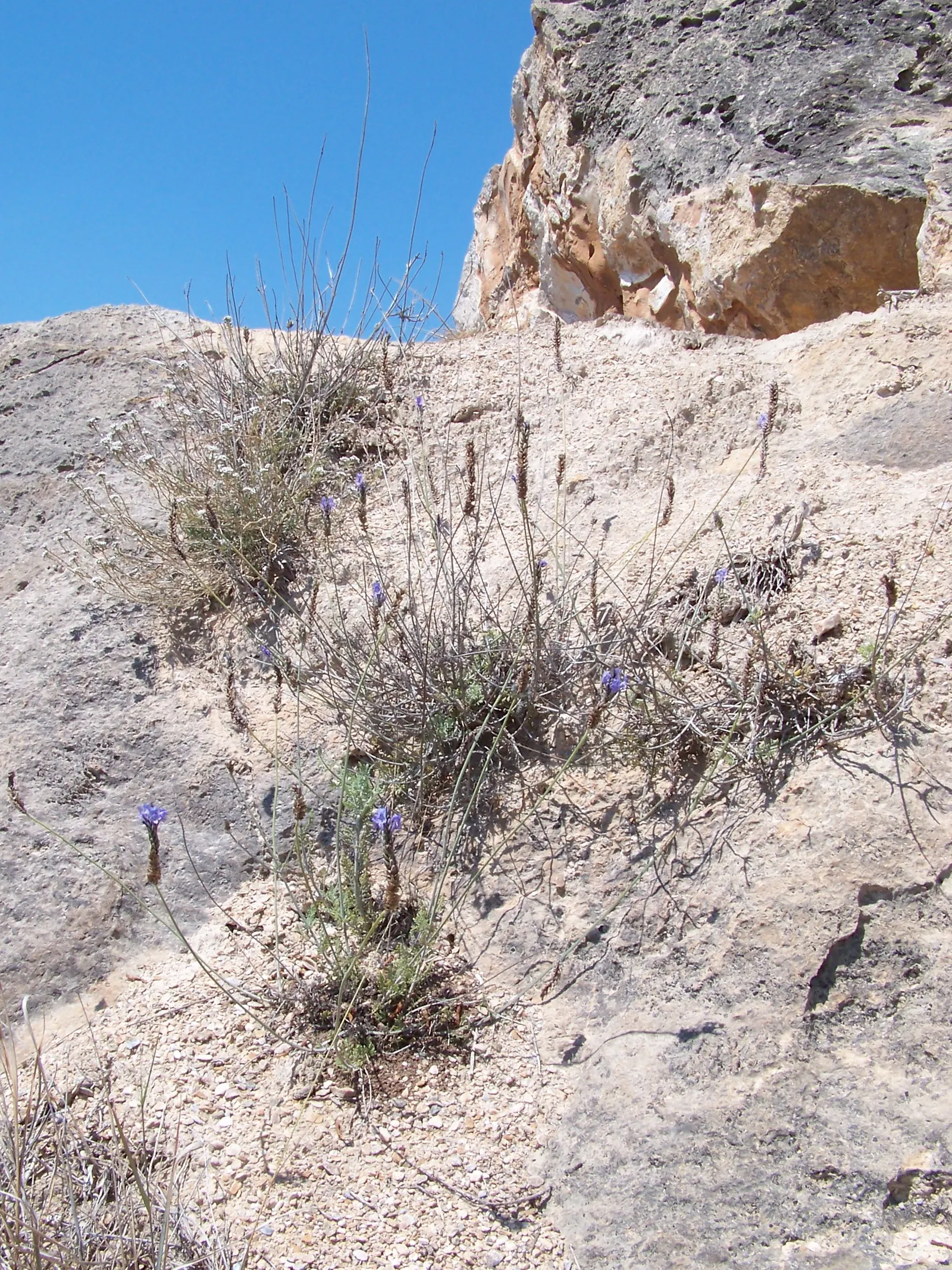 Fernleaf Lavender (Lavandula Multifida) — Lavandula multifida thrives in full sun and requires well-drained soils to prevent root rot