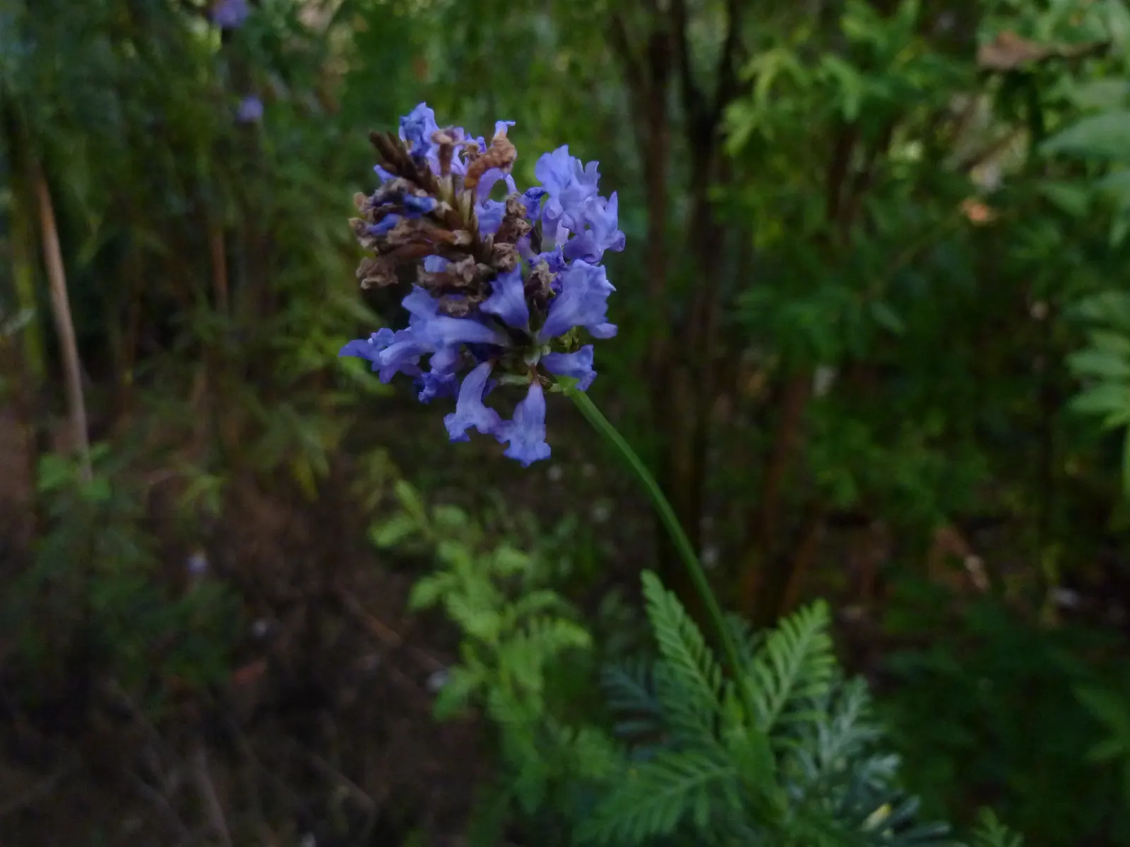 Fernleaf Lavender (Lavandula Multifida) — Hardy in USDA Zones 8-11, it requires minimal water once established