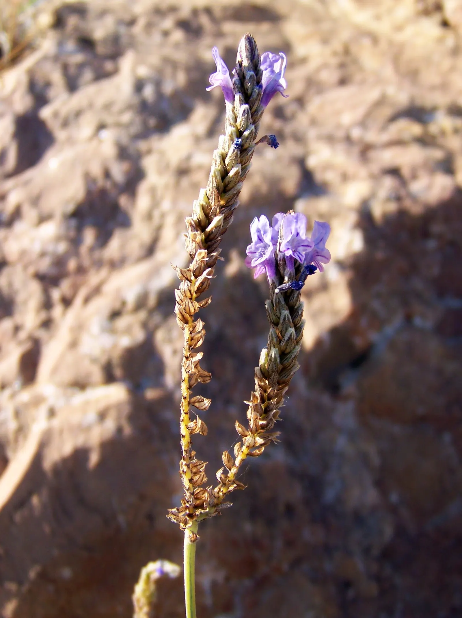 Fernleaf Lavender (Lavandula Multifida) — multi-branched spikes that rise above the foliage