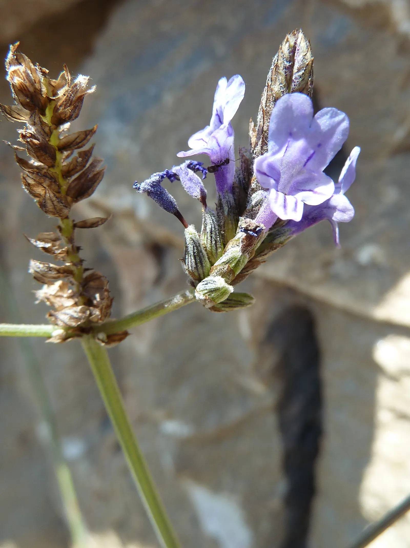 Fernleaf Lavender (Lavandula Multifida) — This Mediterranean native thrives in well-drained soil and full sun, reaching up to 24 inches tall and wide