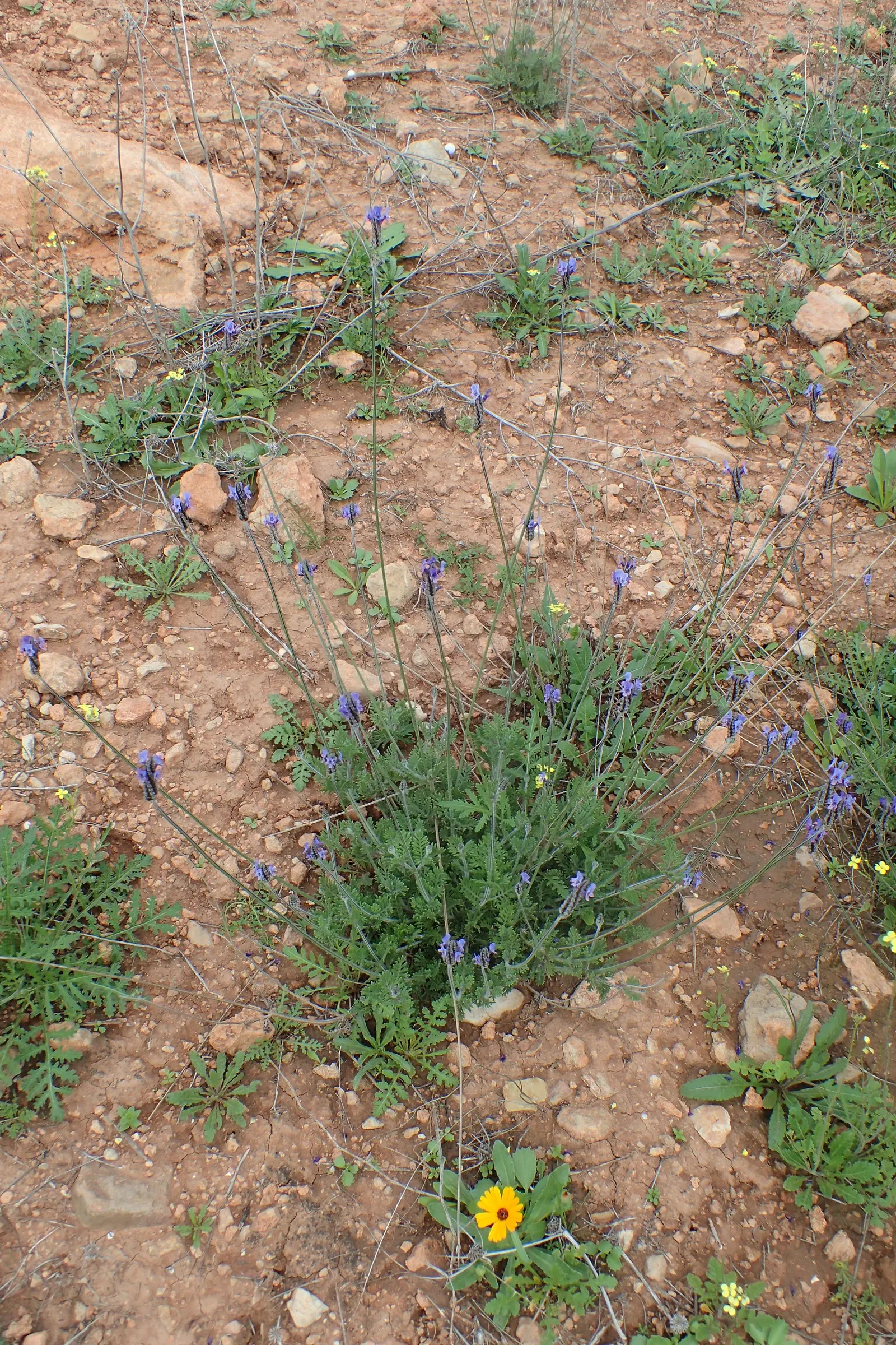 Fernleaf Lavender (Lavandula Multifida) — It is drought-tolerant once established