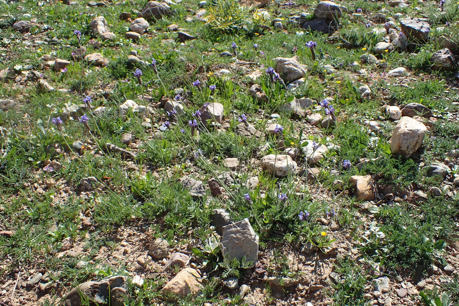 Fernleaf Lavender (Lavandula Multifida) — blue and violet flowers in the garden