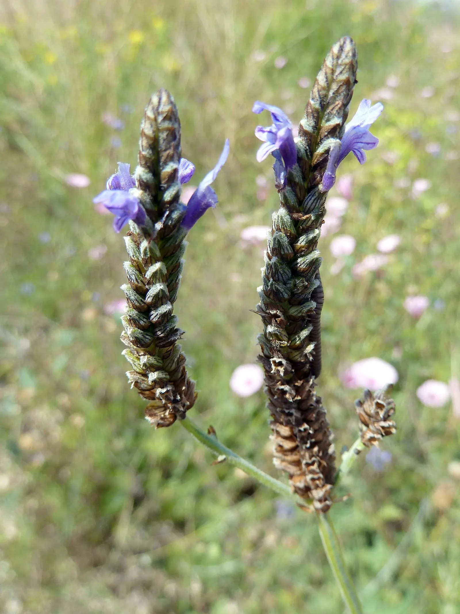 Fernleaf Lavender (Lavandula Multifida) — thus contributing to the biodiversity and health of your garden.<br><br>In terms of care