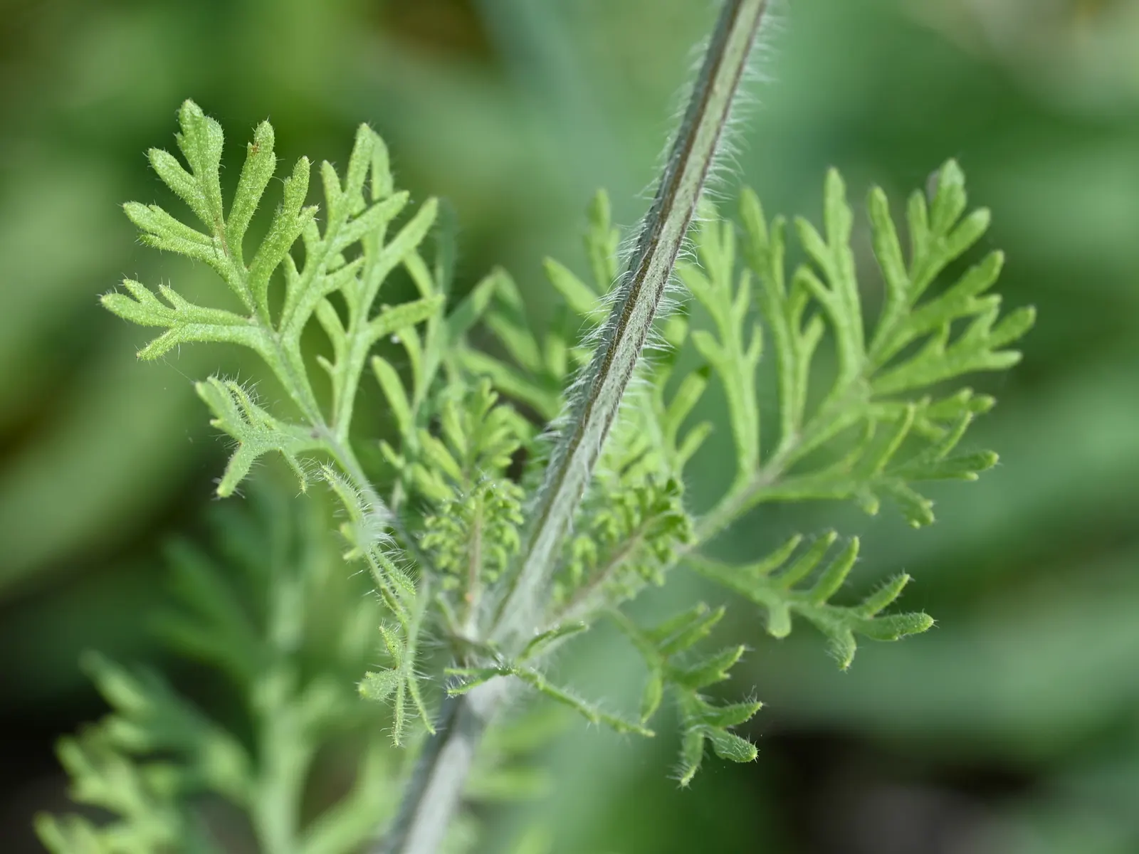 Fernleaf Lavender (Lavandula Multifida) — bluish-purple flowers arranged in loose