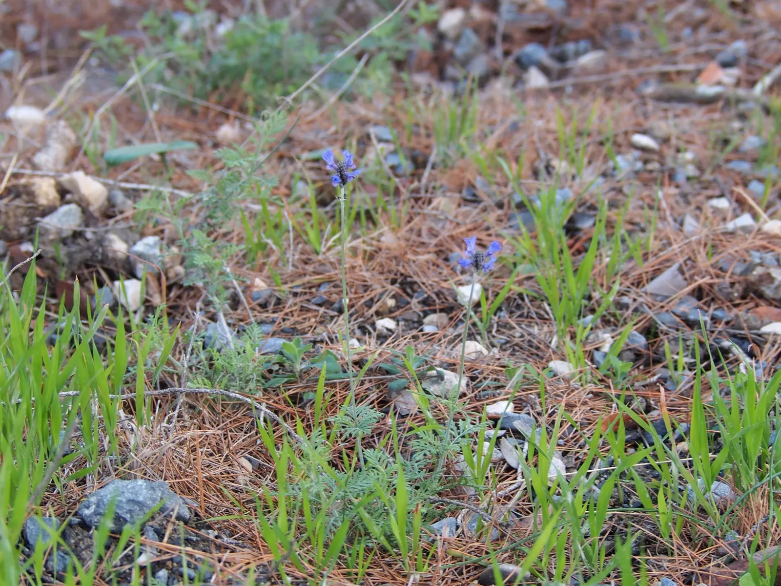 Fernleaf Lavender (Lavandula Multifida) — Its aromatic leaves exude a strong fragrance when brushed against