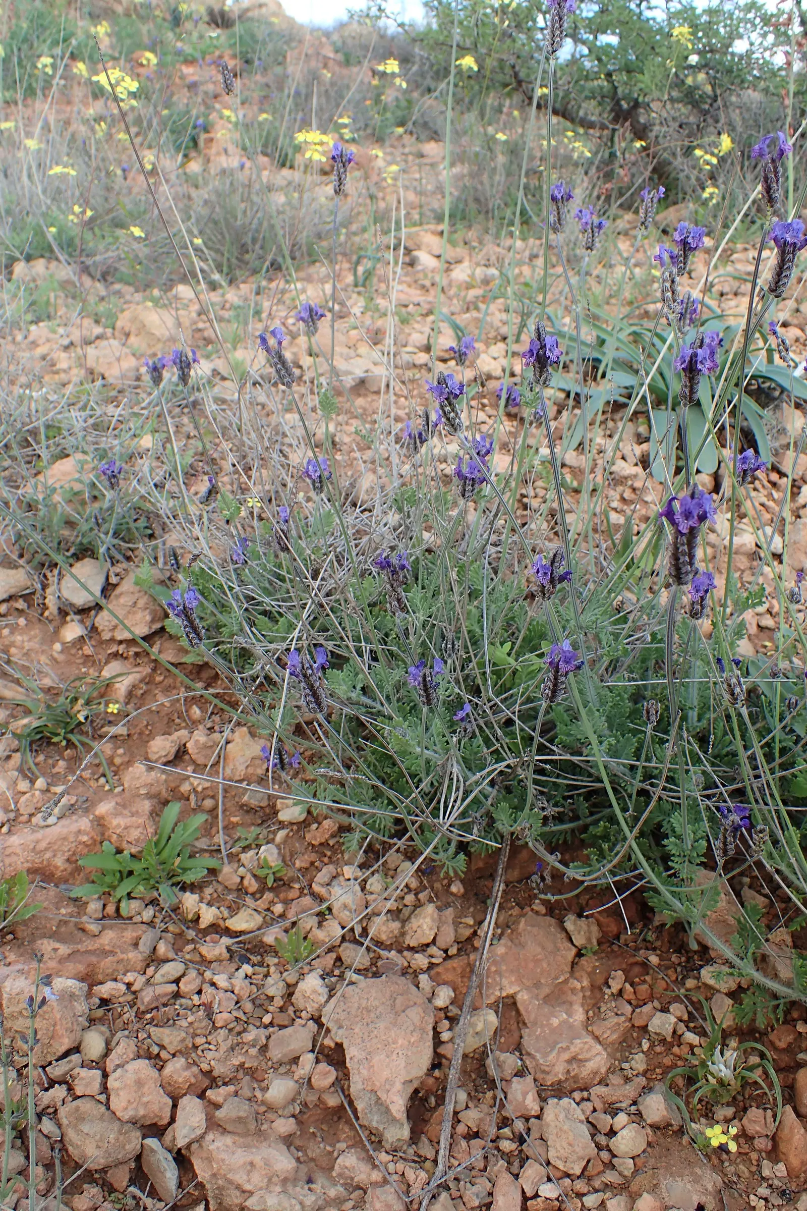 Fernleaf Lavender (Lavandula Multifida) — is an aromatic perennial known for its dissected; its unique texture and year-round interest make it an excellent