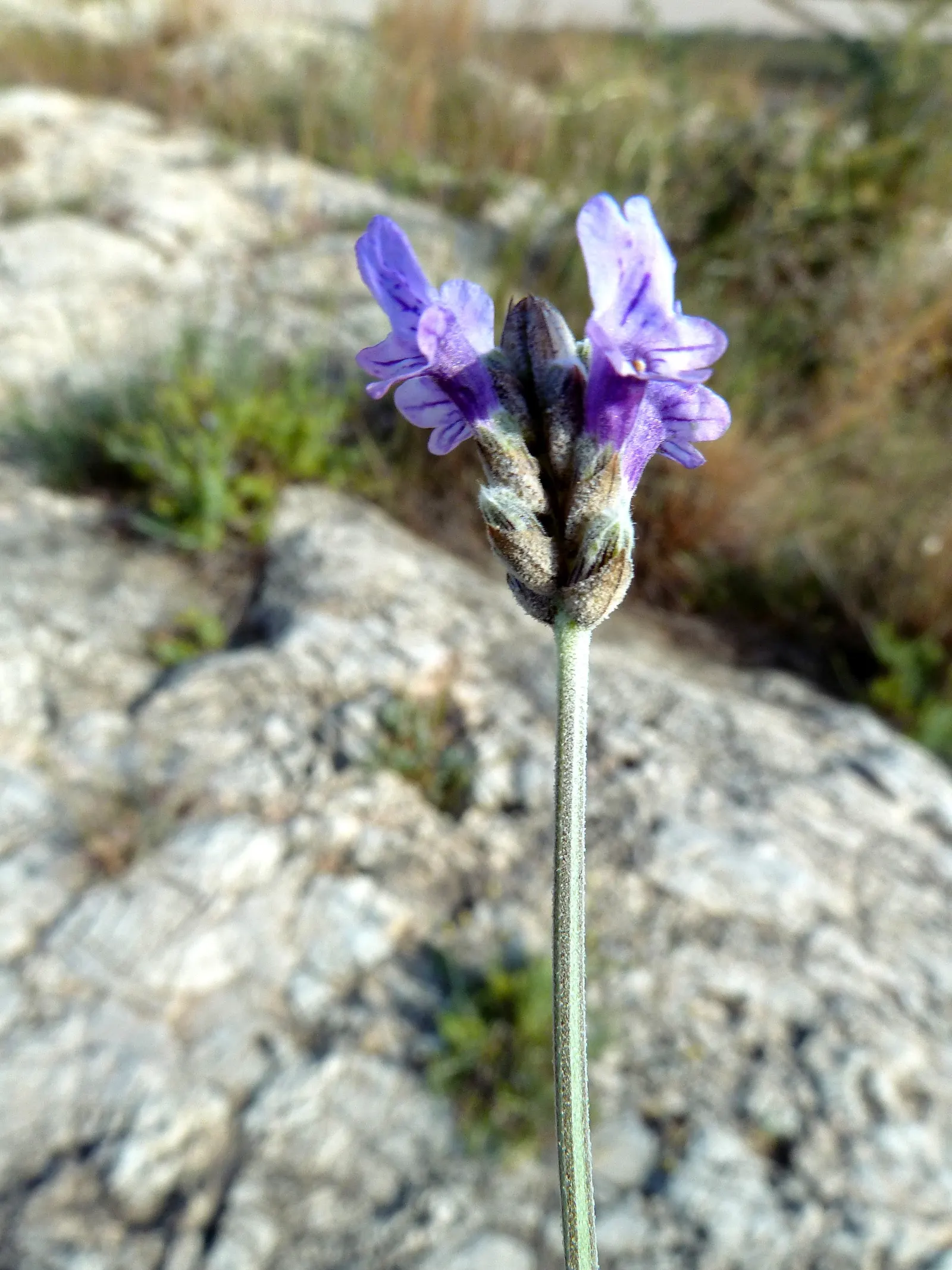 Fernleaf Lavender (Lavandula Multifida) — periodic pruning is recommended after the blooms fade