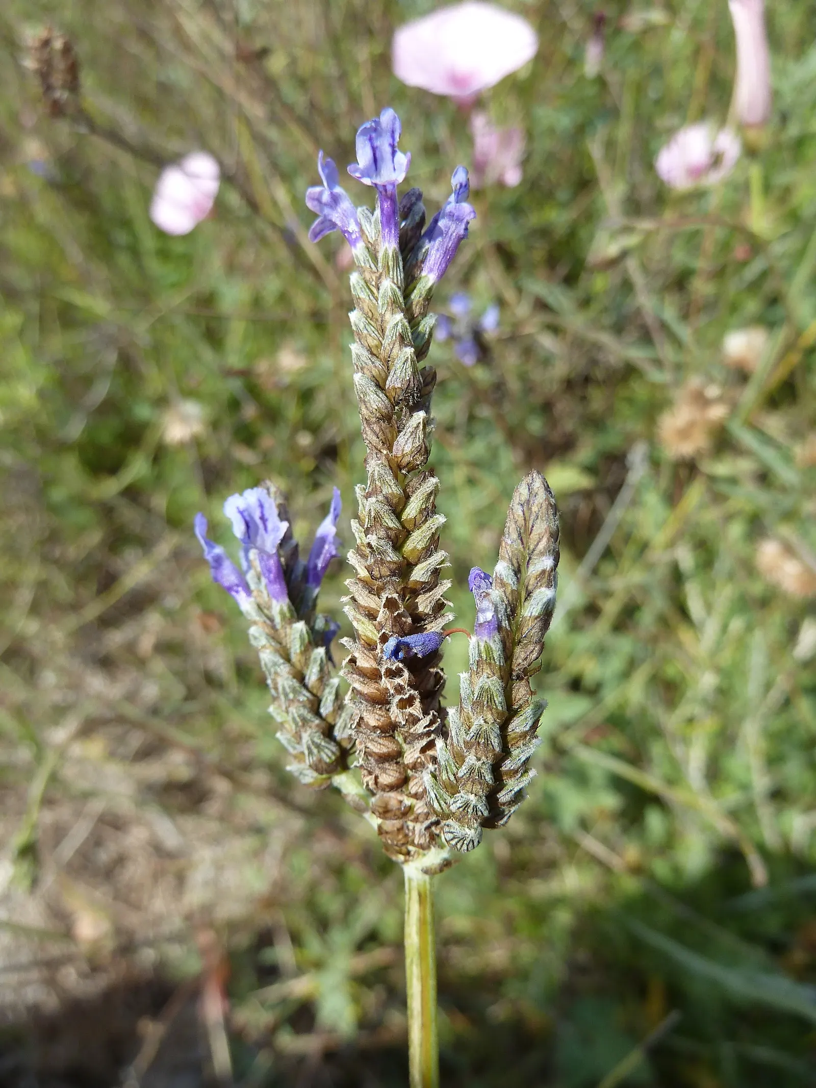 Fernleaf Lavender (Lavandula Multifida) — serving as an eye-catching specimen