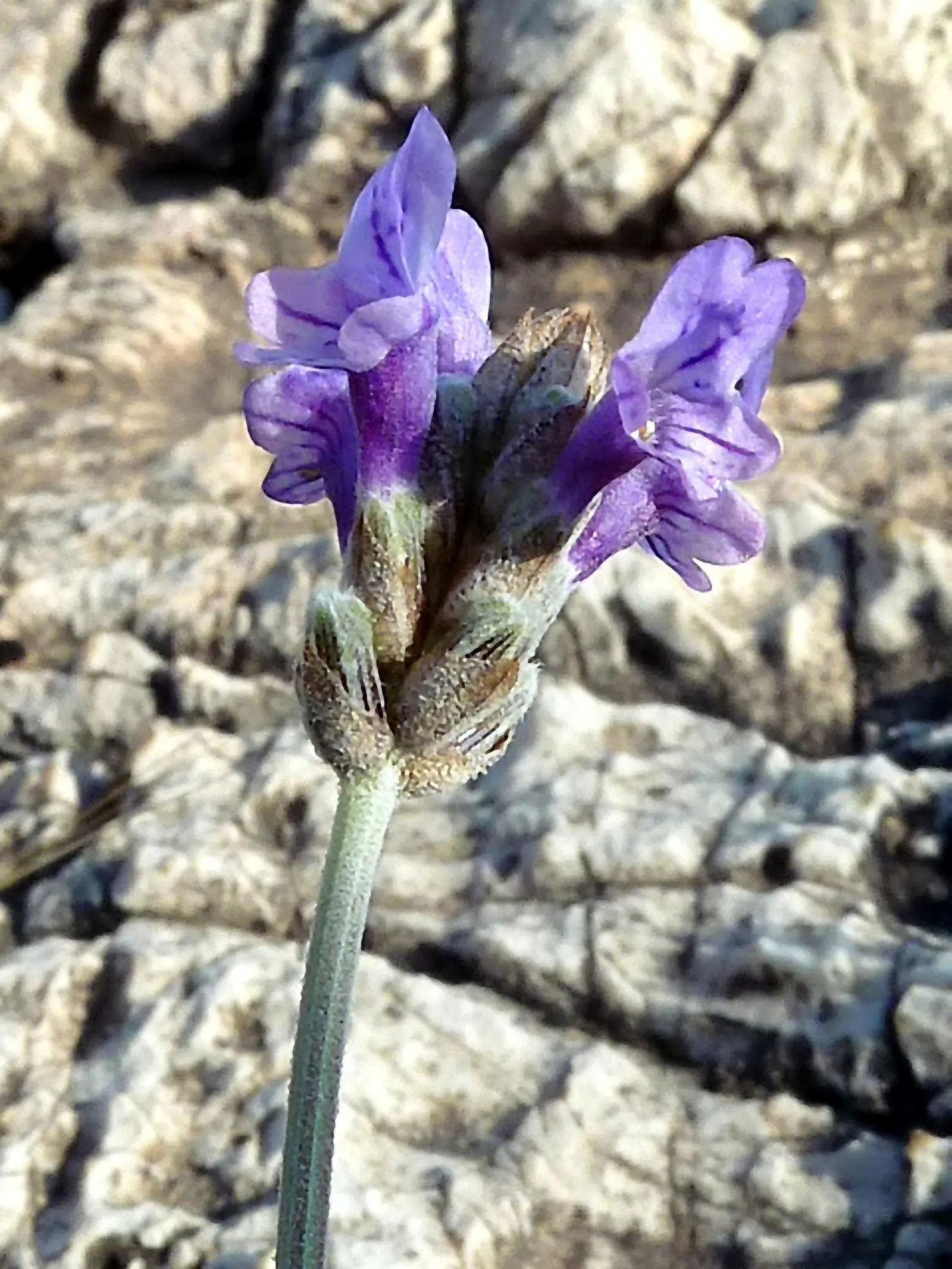 Fernleaf Lavender (Lavandula Multifida) — and prefers a spacing of 18 to 24 inches to ensure proper air circulation