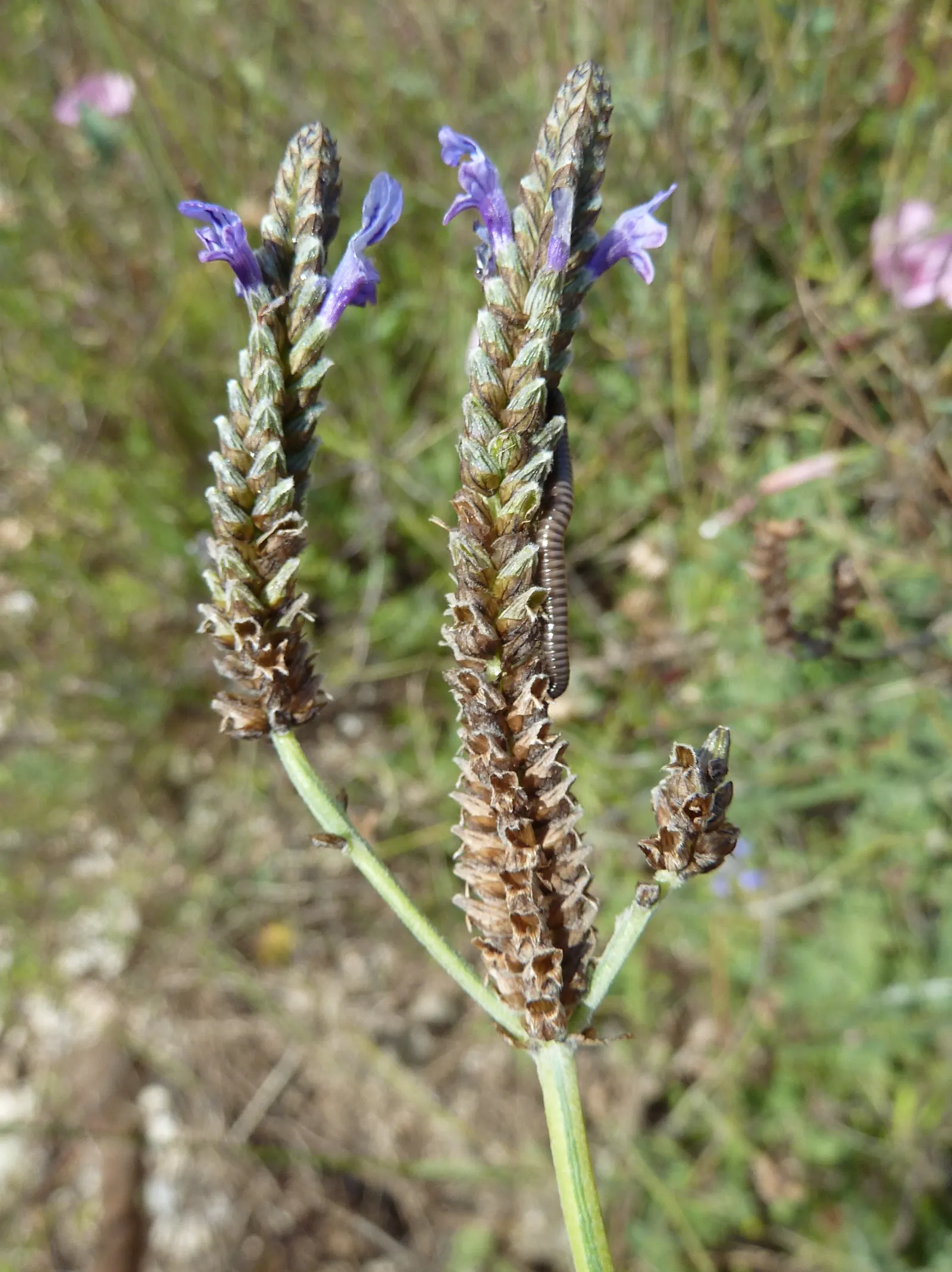 Fernleaf Lavender (Lavandula Multifida) — is a distinctive variety within the Lavandula genus prized for its dissected and lacy