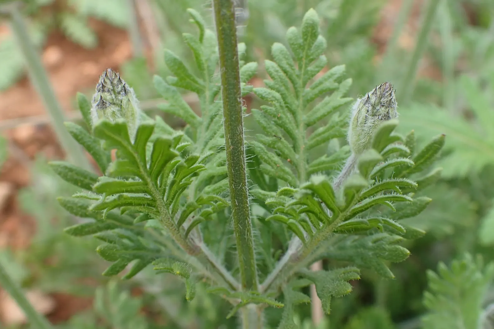 Fernleaf Lavender (Lavandula Multifida) — and other beneficial insects