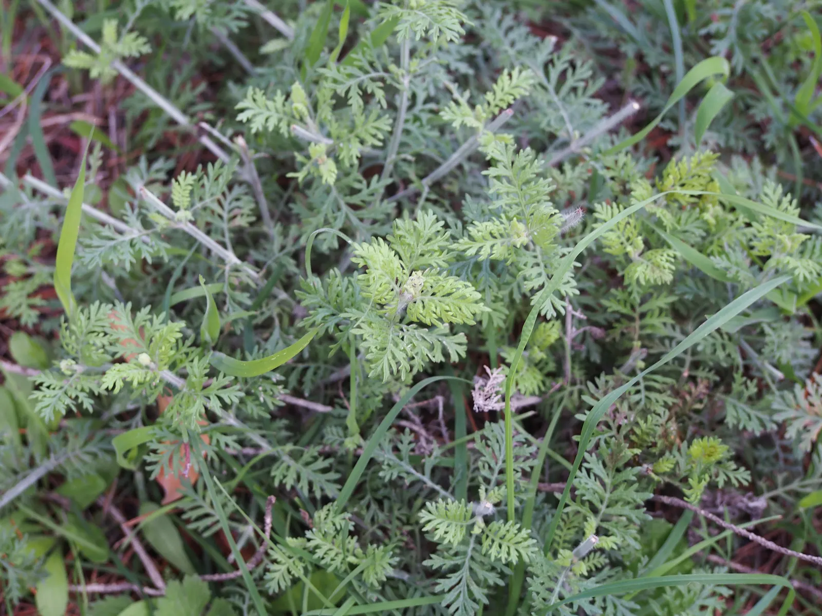 Fernleaf Lavender (Lavandula Multifida) — Fernleaf Lavender serves as an excellent pollinator attractor