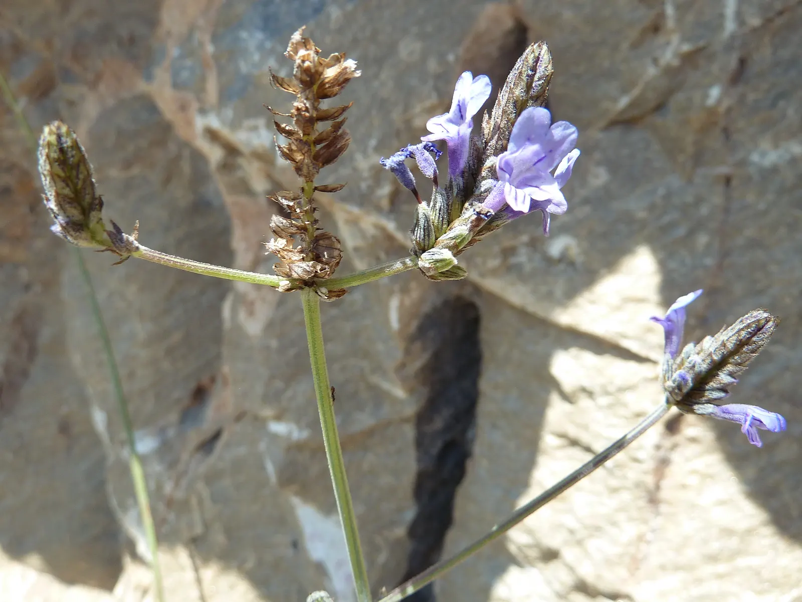 Fernleaf Lavender (Lavandula Multifida) — showcasing a robust growth habit typically reaching a height and width of 18 to 24 inches