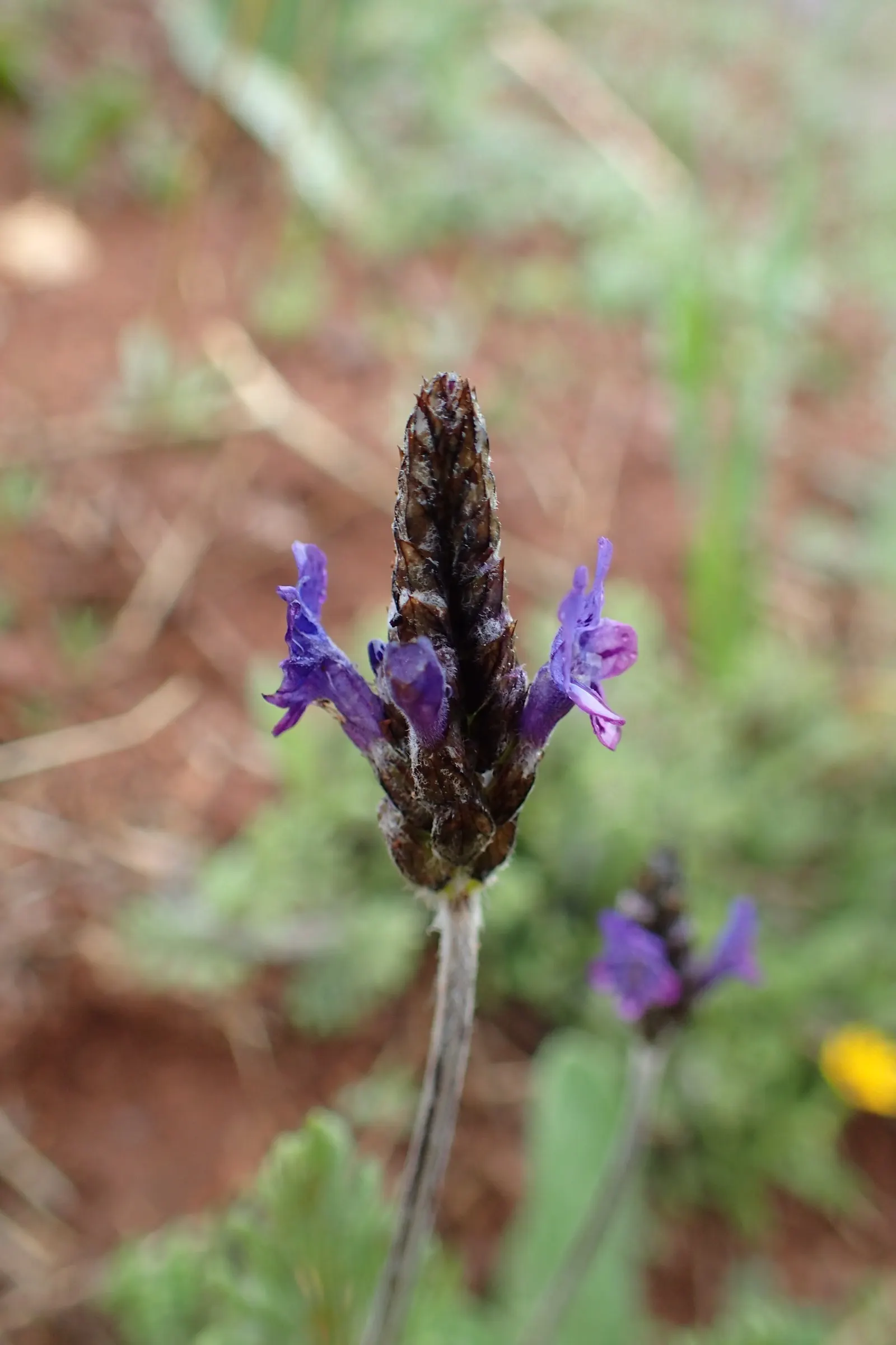 Fernleaf Lavender (Lavandula Multifida) — is an aromatic perennial known for its dissected